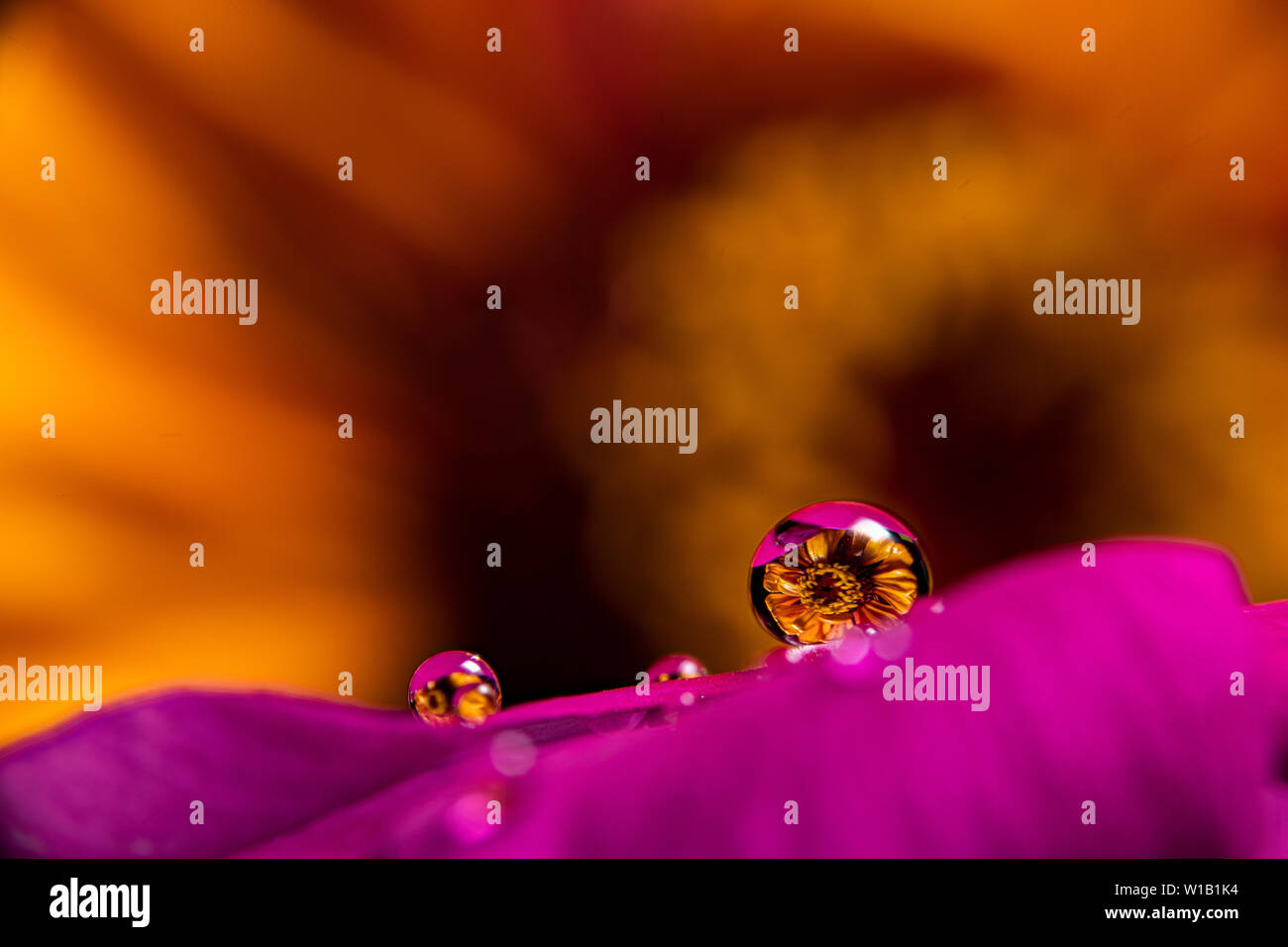 Gouttes d'eau sur une fleur magenta pourpre vinca réfracter une information à l'image sur un orange jaune zinnia fleur dans l'arrière-plan Banque D'Images