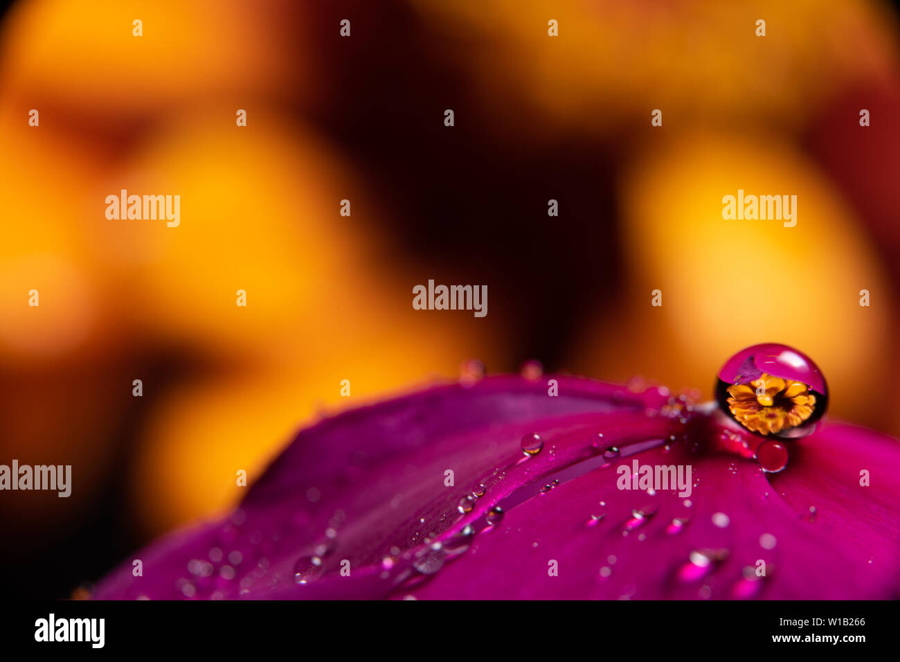 Gouttes d'eau sur une fleur magenta pourpre vinca réfracter une information à l'image sur un orange jaune zinnia fleur dans l'arrière-plan Banque D'Images