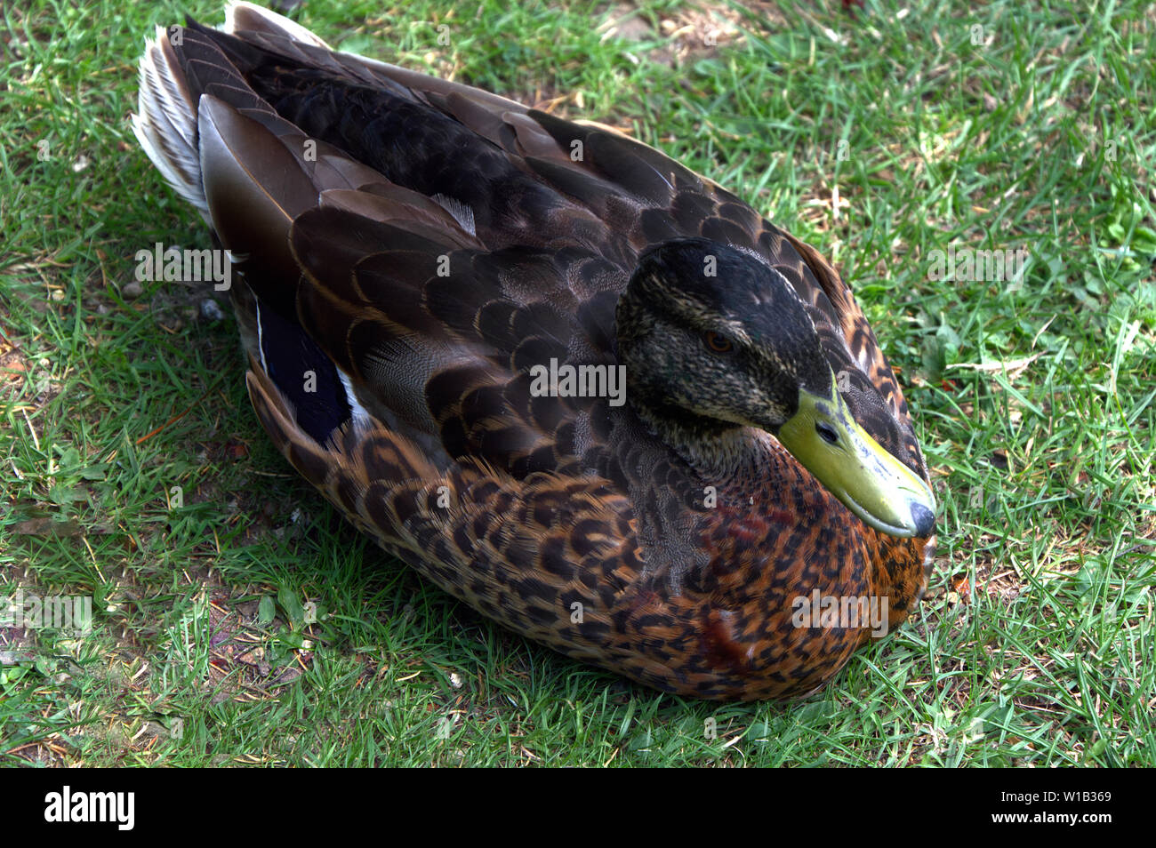 Canard colvert femelle assis sur le sol Banque D'Images