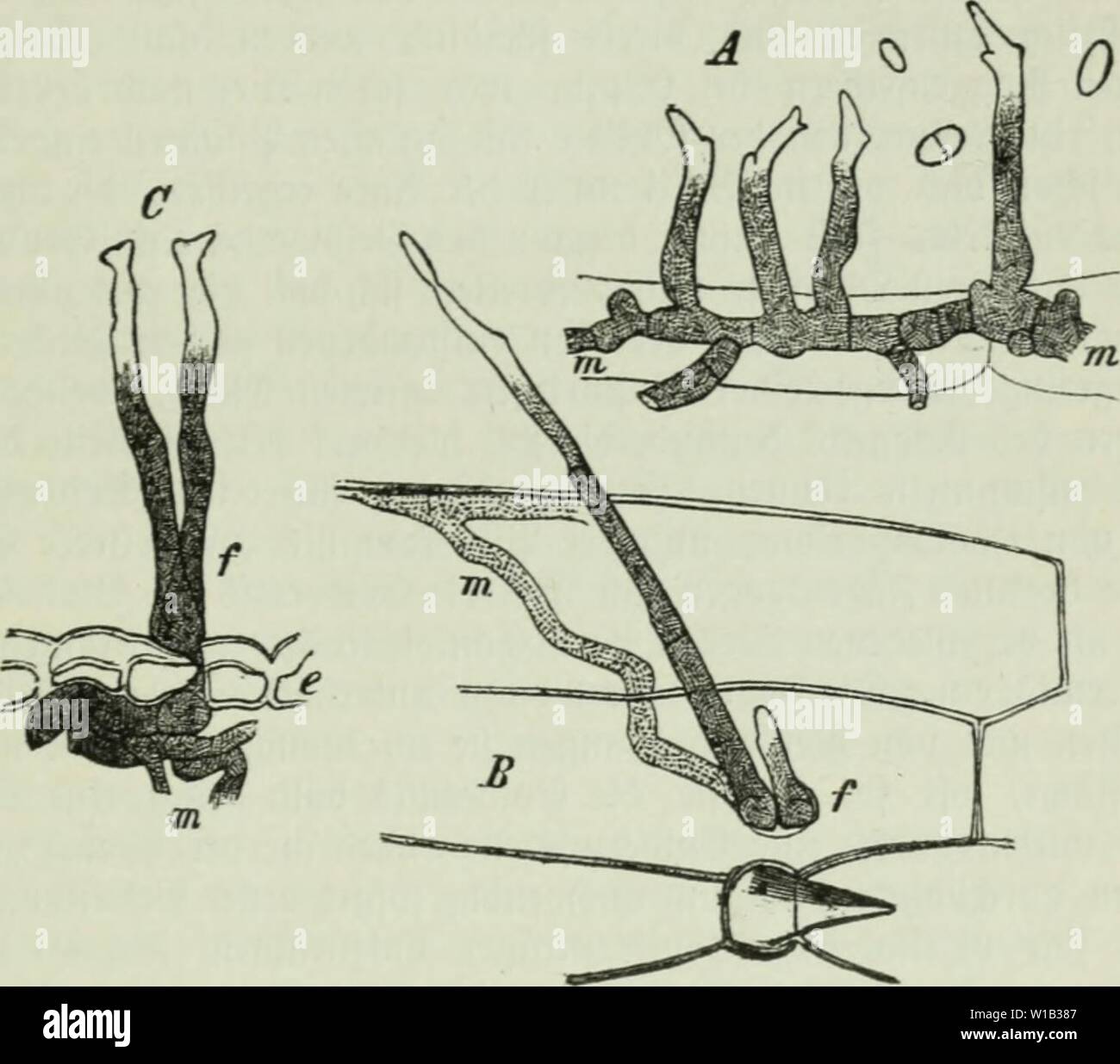 Image d'archive à partir de la page 308 de Die Frauenspezifische der Pflanzen ; ein. Die Frauenspezifische der Pflanzen ; Ein Handbuch für Land- und Forstwirte, Gärtner, Gartenfreunde und Botaniker . diekrankheitend02fran Année : 1895 13. Chapitre : les Pyrénomycètes 293 Meu. Anbern Stiicf) bei Gelegenheiten geigt fid) bie (S(i)c)är5e auf bem ®e = treibe, aber immer finb ce et du GAFI) abgeftorbene Seile bann bereits, amalgament)c'est abattue sur luerben. (2o befonber regenlofen Sommeni" luenn en ba (betreibe üor fleife 9bcr auf bem abftirbt notreif elbe unb ober dans Derfnmmert ben hörnern ganj i[t dans biefem Bnftahbe nnb unb trorfen auf gelb Banque D'Images