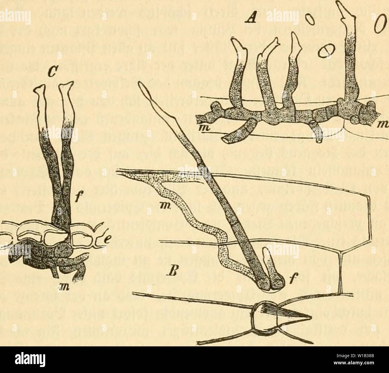 Image d'archive à partir de la page 308 de Die frauenspezifische der Pflanzen, ein. Die frauenspezifische der Pflanzen, ein handbuch fur terre-und forstwirte, Gartner, gartenfreunde und botaniker . diekrankheitende02fran Année : 1895 13. Chapitre : les Pyrénomycètes 293 hommes. Slucf aiibent elegenl) bei)citen jeigt @d) peu dmärje auf bem @e = treibe, aber immer gafi finb e§ dbgeftorbene et) bann bereits Seite, amalgament)e luerben arrivé. @O befonberS regenlofen ommern wenn en bat- : (betreibe üor{eife 9f bcr bem anf elbc abftirbt notreif dans unb ober ben hörnern ganj üerfümmcrt biefem ift nnb dans iiftanbe trocten gelb 3unb anf bem Banque D'Images