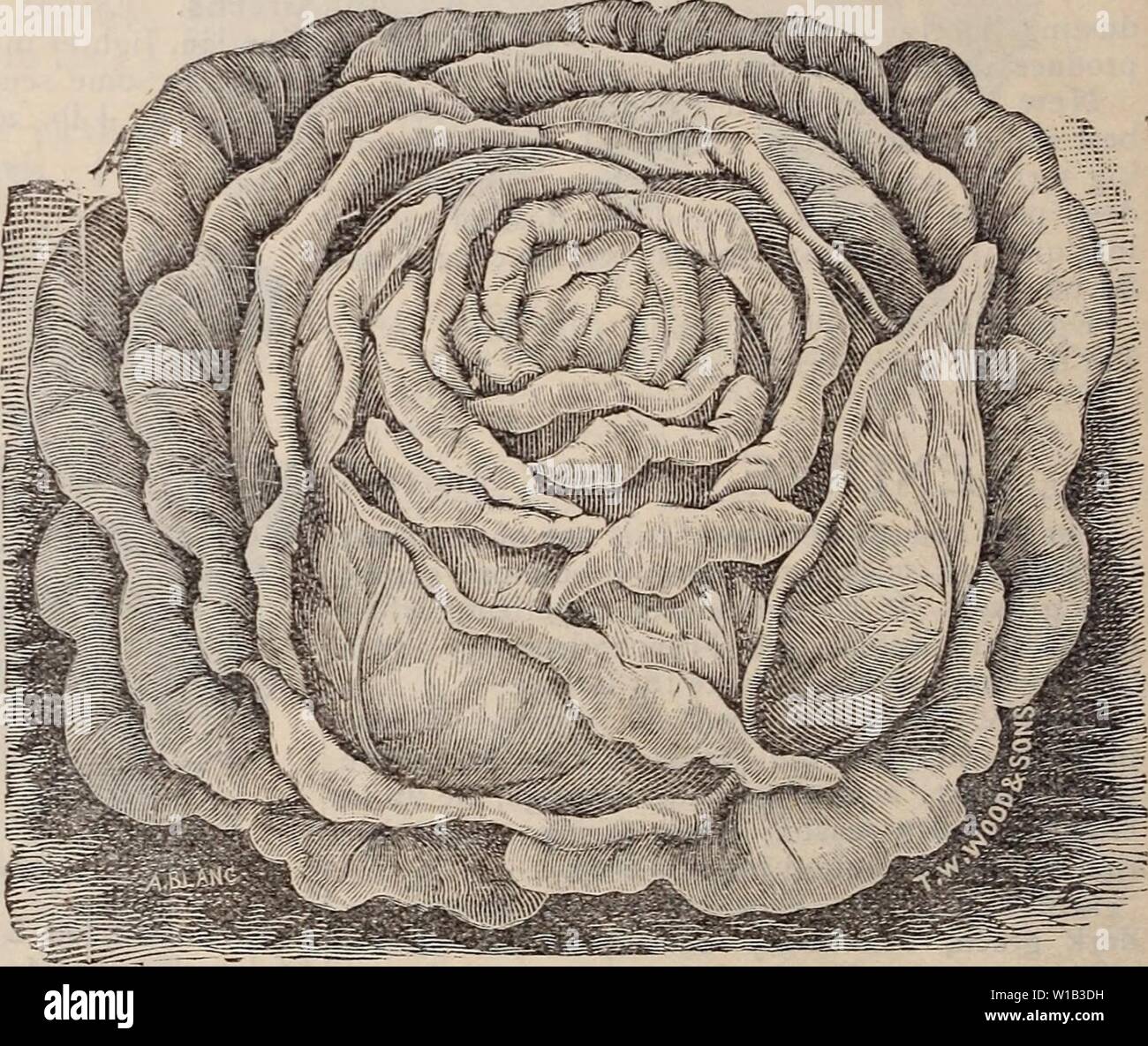 Image d'archive à partir de la page 31 du catalogue descriptif de qualité élevée. Catalogue descriptif des semences de haute qualité pour la ferme et jardin . descriptivecatal1894twwo Année : 1894 28 T. W. Wood & SONS, KioHMOND, Va. KOHL RABI. (Allemand, AW//7/.) un légume préféré allemand, intermédiaire dans la saveur entre un chou et un navet. Digne de la culture beaucoup plus étendu qu'il reçoit actuellement. -Czilture âFor.utilisation précoce d'ét en avril en lignes dix-huit pouces de distance, et diluer à huit pouces entre les plantes. Pour l'hiver, cahier des charges en juin et juillet. Une once de semence s'ét d'une centaine de pieds de percer début W Banque D'Images