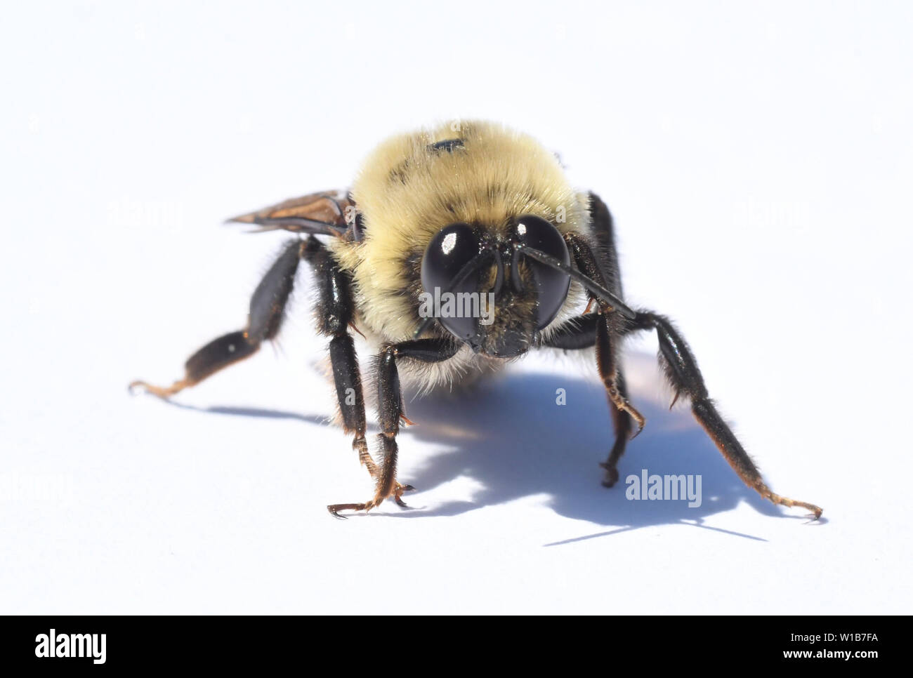 Nevada bourdon (Bombus nevadensis) mâle avec de grands yeux, Colombie-Britannique National Wildlife Refuge, Washington Banque D'Images