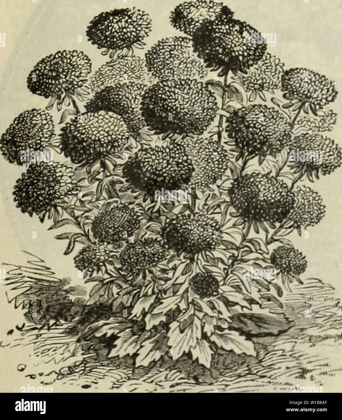 Image d'archive à partir de la page 34 du catalogue descriptif des plantes arbres. Catalogue descriptif : arbres graines d'usines. . Descriptivecatal1896cuire Année : 1896 SWHKT ALVSSL M SUIS. Tout Pkopi.e i Texas ont une idée que les fleurs ne peut être soulevé- rement à partir de graines ici, et donc, ne jamais faire de la tentative. Cette impression est souvent due aux défaillances causées par le jardinier n'est pas de savoir comment, quand et où planter, et, plus particulièrement, ce qui à l'usine. Les usines recom- mandé plus fortement dans le Nord de plus en plus de catalogues comme bien souvent les graines sont seulement ceux qui ne respectent pas ici, parce que la première saison, temperat Banque D'Images