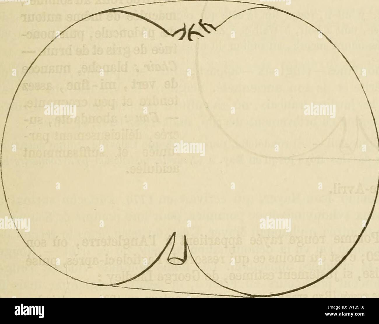 Image d'archive à partir de la page 346 du Dictionnaire de mairie (Kiel), contenant l'histoire,. Dictionnaire de mairie (Kiel), contenant l'histoire, la description, la figure des fruits anciens et des fruits modernes les plus gÂnÂralement dictionnairedepo cultivÂs et connus .04lero Année : 1867 ROU [rouge] ste 783 472. Pomme ROUGE DE STETTIN. Synonymes. Â Pommes : 1. Vineuse rouge d'hiver (Jean BAUHIN, Historia plantarum universalis, 1613-1650, t. I, p. H ; â dom Claude Saint-Ãtienne, Nouvelle instruction pour connaÃ®tre les bons fruits, 1C70, p. -211 ; â et Mayer, 1776 Poinona franconien, t. III, p. 102, n' 25). Â Banque D'Images