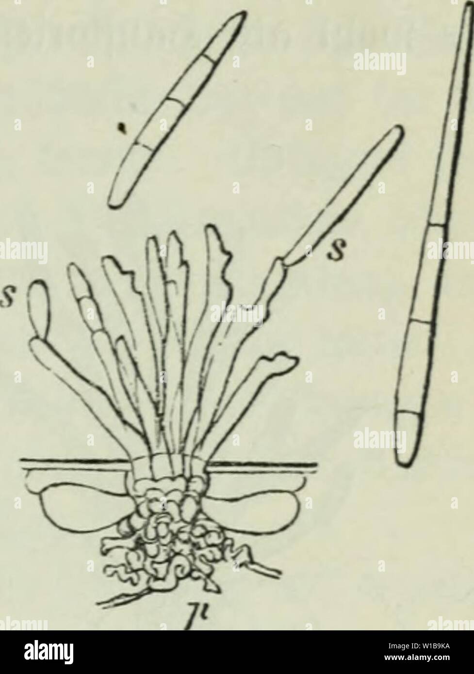 Image d'archive à partir de la page 346 de Die Frauenspezifische der Pflanzen ; ein. Die Frauenspezifische der Pflanzen ; Ein Handbuch für Land- und Forstwirte, Gärtner, Gartenfreunde und Botaniker . diekrankheitend02fran Année : 1895 13. .'Chapitre : PyrenomycetPs§ 331 latte, unb lel3tere bnc fem)t et irolil) Dor Der ;iet 311 Örunbe. Arafitiemuy iinb bei über bie ur]äct)(id)en öeietjuuqen IJarafitiamue biefer 'ile 511:B Bell(attflectenfranf { eiten())abt 1012 pi3)i) erfteii eobad)bie 53titiu3ue ''' ''-- gemadit bereitio' unb dans ber erften biefes nflage '(études '5ei (Isariopsis pusilla auf Cerastium triviale fit bie erfte Banque D'Images