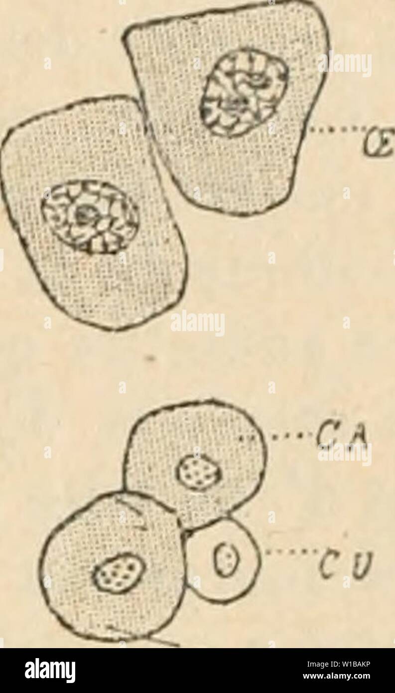 Image d'archive à partir de la page 352 du Dictionnaire de physiologie (1913). Dictionnaire de physiologie . dictionnairedeph09riche Année : 1913 INSECTES. 343 adipeuses ; CU, cel- lules Ã urates ; CE, Ånocytos ; chez une larve de Formica rufa venant d'Ãclore. (D'aprÃ¨s Ch. PÃrez. Chez la reine, rournii¨aprÃ s la chute des ailes, les vibiiteurs les muscles des organes du vol subissent l'histolyse par suite d'une cavilaire digestion due Ã l'action desdiastases du sang et les iuides nutritirsquien rÃsultent(li sont utilisÃs : 1' par les ovaires qui peu- vent ainsi entrer immÃdiatement en fonction ; 2Â° par les l Banque D'Images