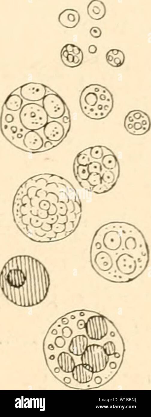 Image d'archive à partir de la page 36 de l'élaboration du poussin ;. Le développement du poussin ; une introduction à l'embryologie . developmentofchi00lill Année : 1908 L'OEUF 19 l 3'olk et blastoderme sont intégrés dans la membrane vitelline délicate ; l'œuf est un aliment très nutritif destiné à être progressivement digérés et absorbés par les cellules vivantes du blastoderme et utilisés pour la croissance de l'embryon. Il n'est pas de composition uniforme dans l'ensemble, mais se compose de deux ingrédients principaux connu comme le jaune et le blanc d'oeuf. Le jaune d'œuf constitue la plus grande partie de l'oeuf-sphère ; les m Banque D'Images