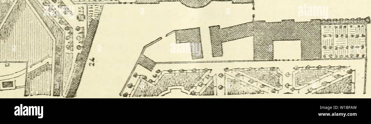 Image d'archive à partir de la page 388 de la Deutsche Garten-Zeitung (1886). . Deutschegartenze Garten-Zeitung Deutsche01witt Année : 1886 I Banque D'Images