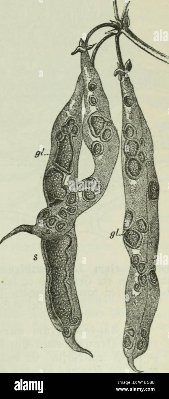 Image d'archive à partir de la page 396 de Die Frauenspezifische der Pflanzen ; ein. Die Frauenspezifische der Pflanzen ; Ein Handbuch für Land- und Forstwirte, Gärtner, Gartenfreunde und Botaniker . diekrankheitend02fran Année : 1895 13. Pyronomycetes Jortfati : chapitre 381, iuelc SluBcniuanb{)er bie ber (5 piborini65e((e burc()bol)rt mi&gt ; bann à Jori" enuciterten§" ci gii, barmartitj abeiiS» Snneiirainn» beu ber (F-pibermiyelle aufiiUt, uin t"sur l)ier al§ }§ aii J ?i)dans ceIium benact bie)barteu ss'iiicitcr brincjcu ln u. 5)ic]Snfcftion alarafit c fit. Jd) t)abe et iüeiieu fönuen ; nad)ba, ber ilj burd) ben Samen Über Banque D'Images