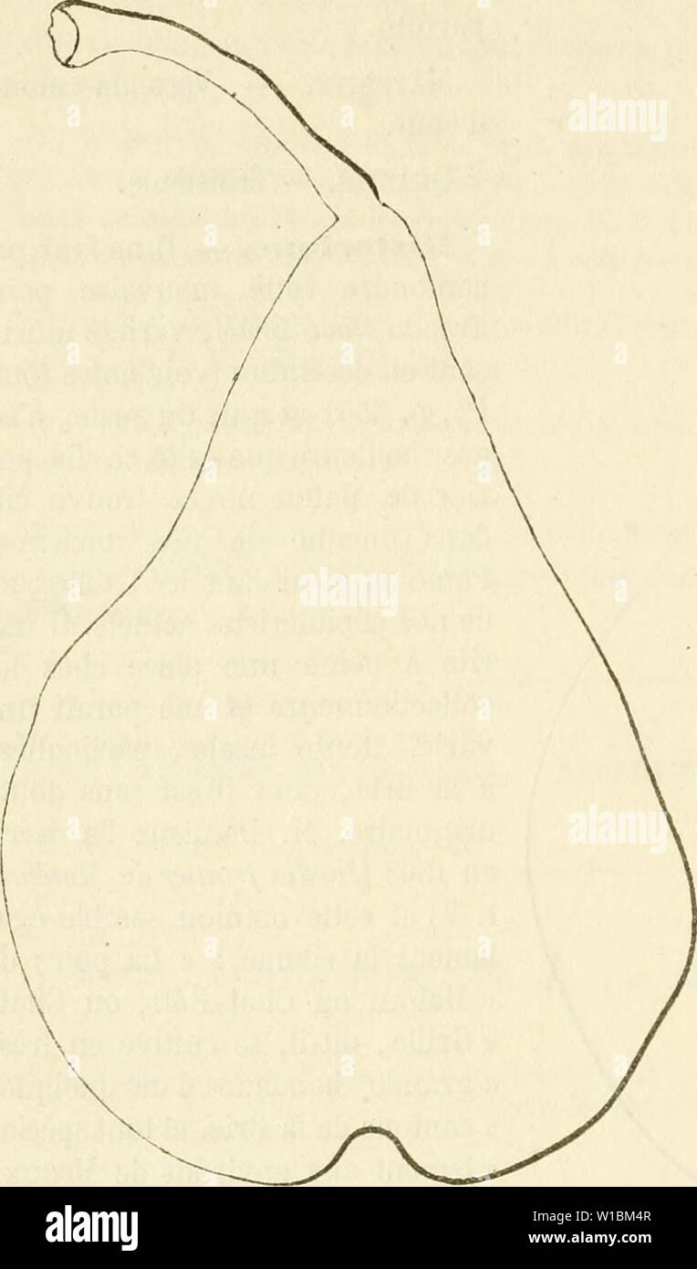 Image d'archive à partir de la page 425 du Dictionnaire de mairie (Kiel), contenant l'histoire,. Dictionnaire de mairie (Kiel), contenant l'histoire, la description, la figure des fruits anciens et des fruits modernes les plus gÂnÂralement dictionnairedepo cultivÂs et connus .02lero Année : 1867 416 MIU-MED english oak ; l'Ãcusson croÃ®t booking trend, les pyramides sont toujours un peu chÃtives, mÃªme dans leur troisiÃ me¨annÃe. Poire Maurice Desportes. Description du fruit. - Grosseur : moyenne. - Forme : conique-allongÃe, Ã la surface pour bosselÃe- tement, bien ventrue Ã la base, TRÀ¨s-mince au sommet. - PÃdoncule : Banque D'Images