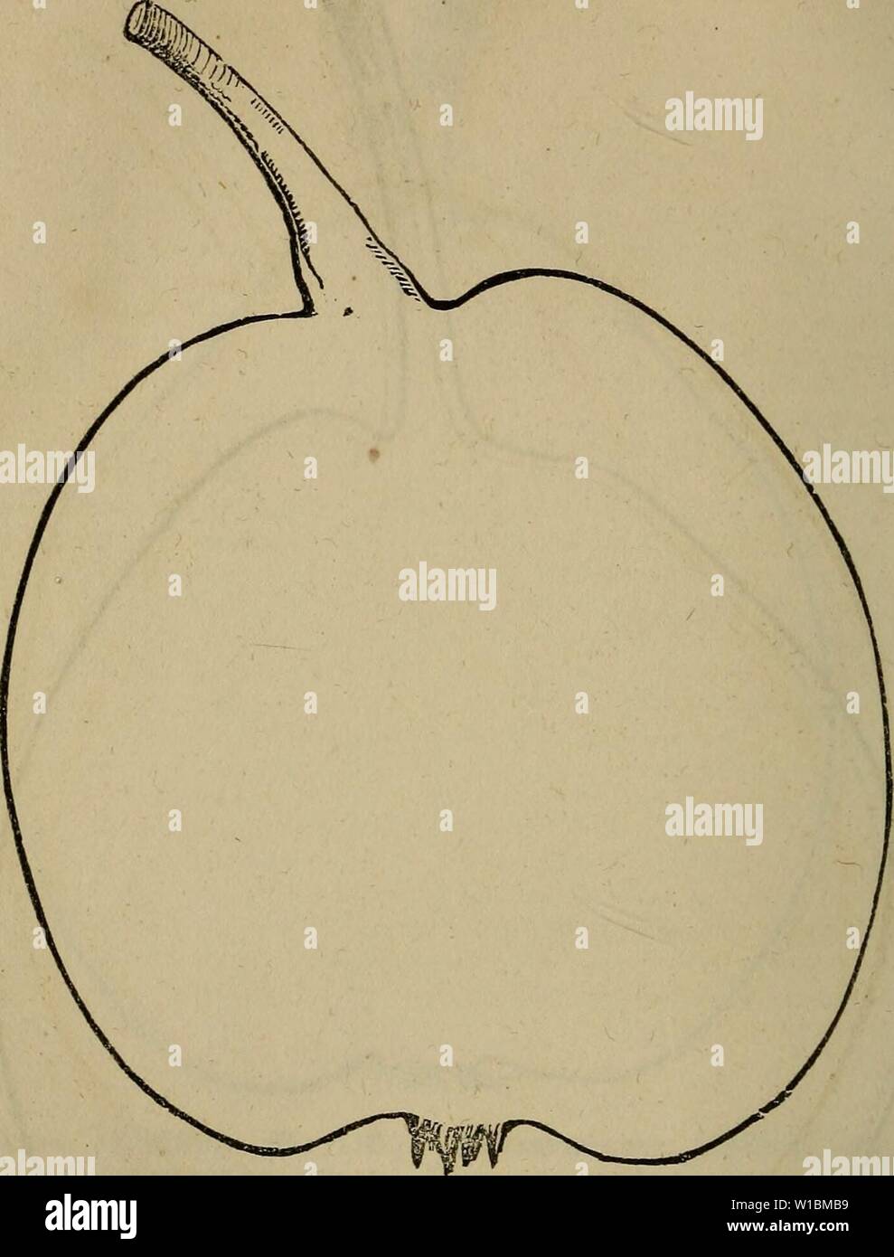 Image d'archive à partir de la page 429 d'un dictionnaire de jardinage moderne. Un dictionnaire de jardinage moderne . dictionaryofmode01john Année : 1847 434♦ - Pois Pois- Fig. 112.-(P. 433.) Colombie-Britannique. (Bloodgood. Downing.) (Fig. 113.) Un Américain, comme son nom l'indique, produit à West Chester County, New York, où l'arbre original existe toujours. C'est vraiment une bonne variété, en saison lorsque le plus nécessaire- de novembre à janvier. Une tige longue de 81 cm, courbé. Calice relativement petit. Peau, à maturité, d'une riche teinte dorée. Chair blanchâtre, riche et aromatique-digne de la culture générale. Saint Germain de Français Banque D'Images