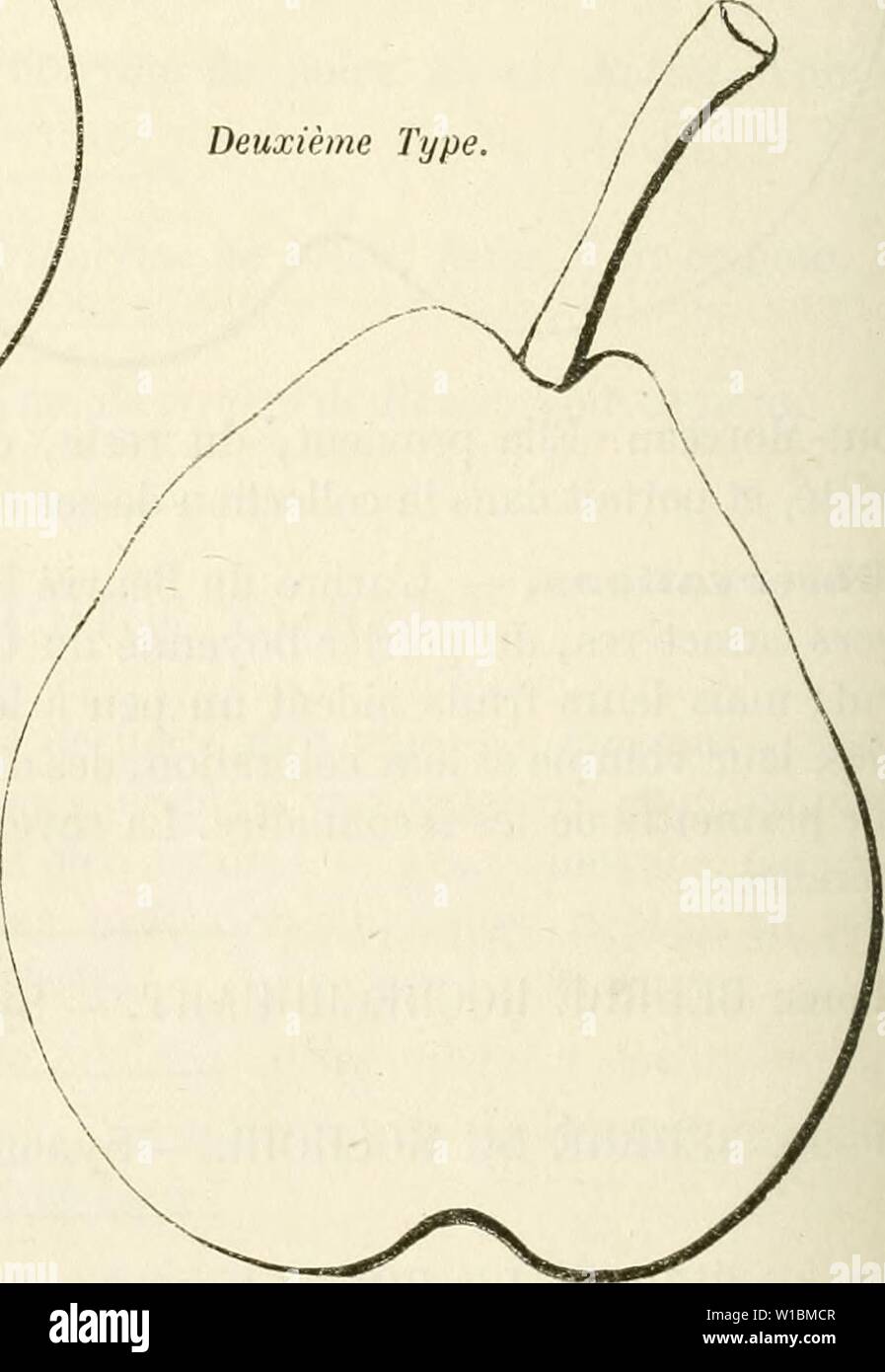 Image d'archive à partir de la page 429 du Dictionnaire de mairie (Kiel), contenant l'histoire,. Dictionnaire de mairie (Kiel), contenant l'histoire, la description, la figure des fruits anciens et des fruits modernes les plus gÂnÂralement dictionnairedepo cultivÂs et connus .01lero Année : 1867 criiitioii J9E"de l'arbre. Â Bois : TRÀ¨s-fort. Â Rameaux : assez nombreux, ÃtalÃs, des plus gros , longs, flexueux, cotonneux, d'un rouge-fauve et ardoisÃ tachetÃ de gris, Ã larges lenticelles, saillantes et trà s¨rapprochÃes Ã coussinets -, presque nuls. - Yeux petits, apla- tis, noyÃs dans l'Ãcorce. Â Feuilles : vert Banque D'Images