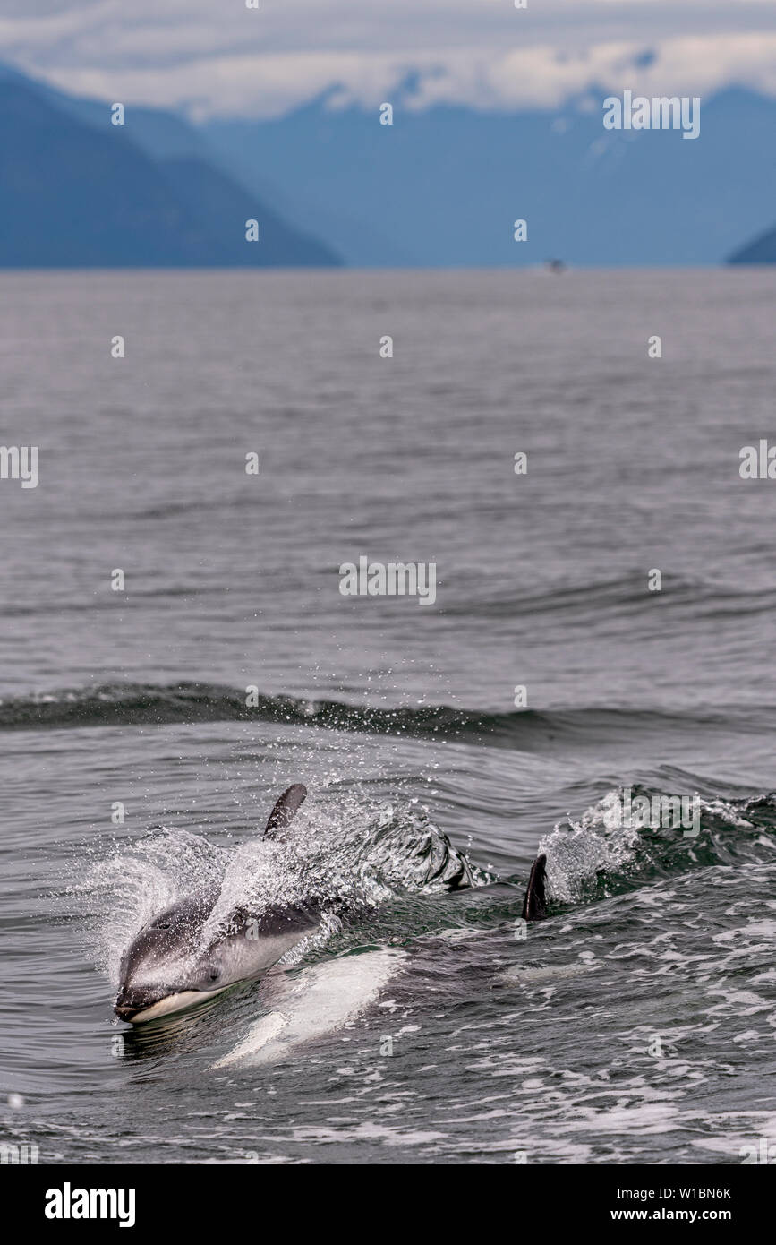 Le dauphin à flancs blancs du Pacifique jouant dans l'Inlet Knight le long de la Great Bear Rainforest coast, le territoire des Premières Nations, Colombie-Britannique, Canada Banque D'Images