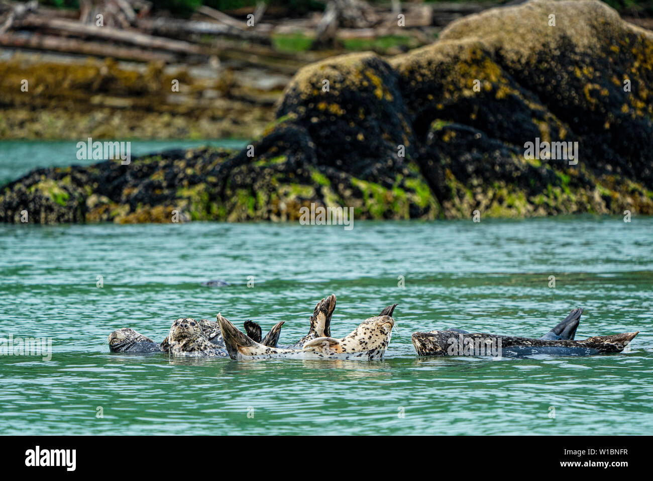 Le phoque commun reposant sur un rocher à marée basse le long de l'Inlet Knight rivage, le territoire des Premières Nations, la forêt pluviale de Great Bear, en Colombie-Britannique, peut Banque D'Images