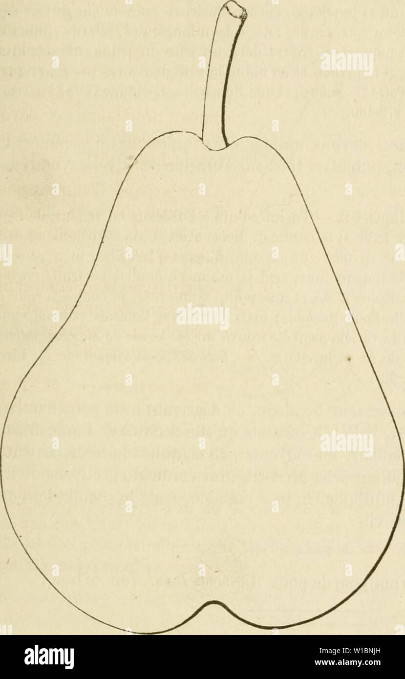 Image D Archive A Partir De La Page 438 Du Dictionnaire De Mairie Kiel Contenant L Histoire Dictionnaire De Mairie Kiel Contenant L Histoire La Description La Figure Des Fruits Anciens Et Des Fruits Modernes Image D Archive A Partir De La Page 438 Du Dictionnaire De Mairie Kiel Contenant L Histoire Dictionnaire De Mairie Kiel Contenant L Histoire La Description La Figure Des Fruits Anciens Et Des Fruits Modernes