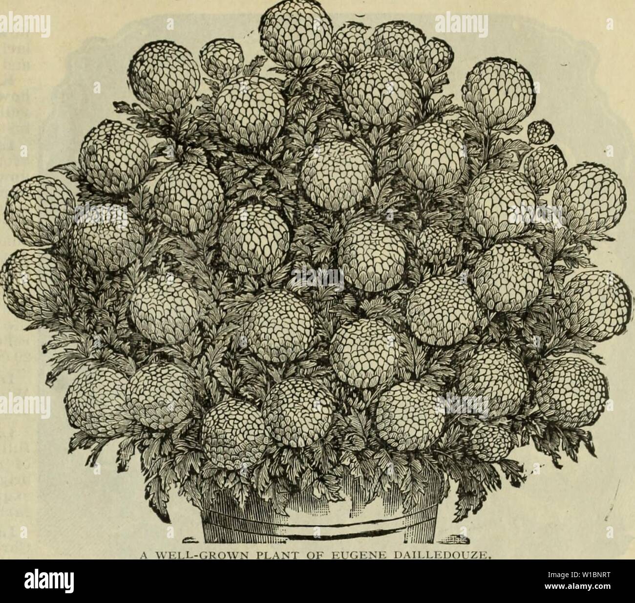 Image d'archive à partir de la page 44 du catalogue descriptif des plantes arbres. Catalogue descriptif : arbres graines d'usines. . Descriptivecatal1896cuire Année : 1896 CATALOGUE DES ARBRES, plantes, graines, ETC. 41 BONNAPPON majeur. Clair, doux, incurvé jaune ; dans le plein centre, 6 à 7 pouces de diamètre, et presque autant de profondeur ; nain habitude ; conservation excellente. 20 cts. Mme. E. G. HILL. Très tôt, prêt à couper le 10 octobre ; de grande taille et de la forme ; une ombre- moyens de délicates roses lavande. 15 cts. Mme. GEO. ILS. Très grandes fleurs blanc pur, avec une courbe, en entrelaçant dans. pétales. 25C. NIVEUS. Un grand sn Banque D'Images