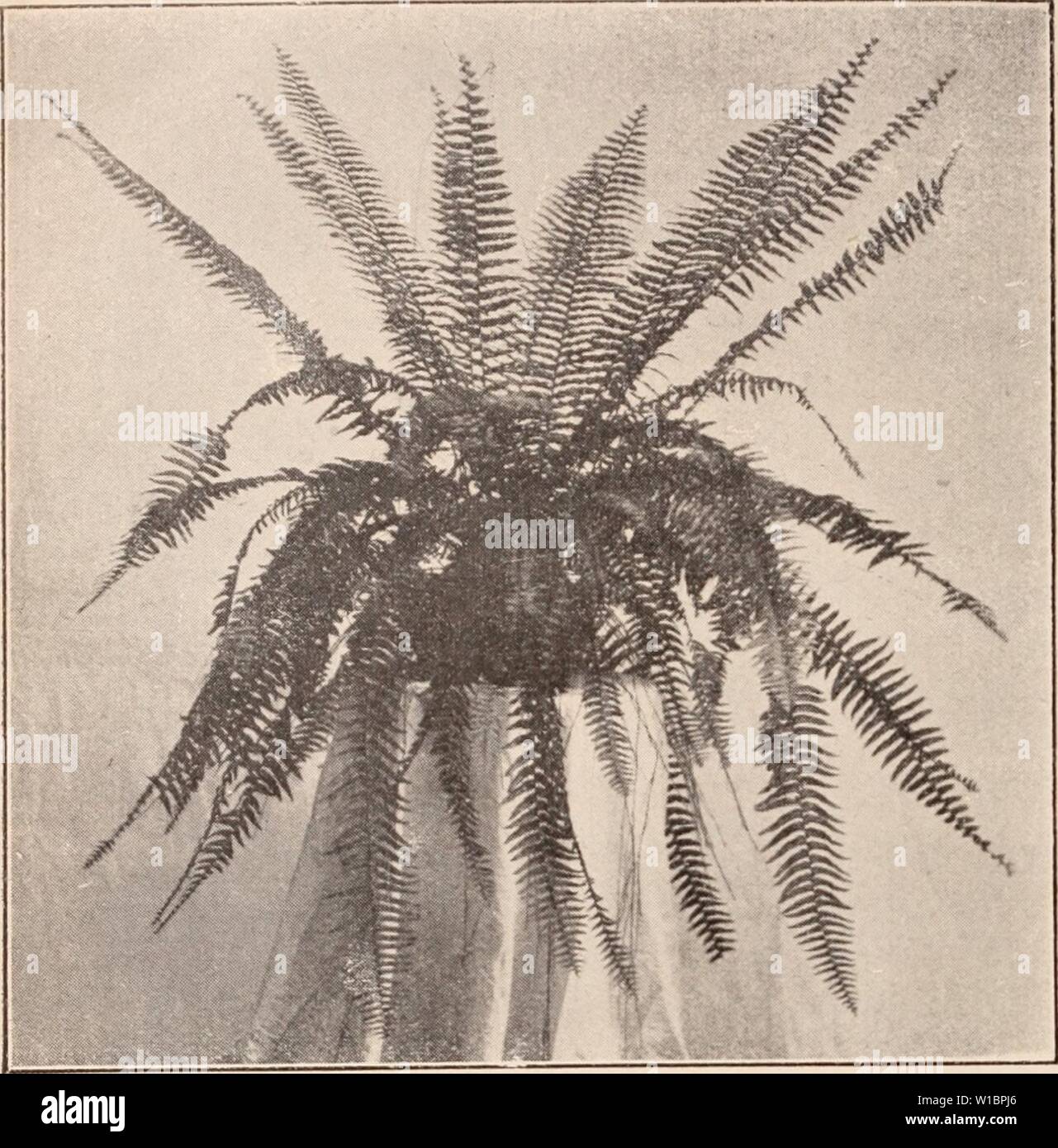 Image d'archive à partir de la page 441 du catalogue descriptif de la floraison, plantes ornementales. Catalogue descriptif de la floraison, les arbres d'ornement, arbustes, bulbes, plantes médicinales, plantes grimpantes, arbres fruitiers, &c., &c., &c. / Pour la vente par le Yokohama Nursery Co., Limited. . Descriptivecatal1909yoko Année : 5-6' ])ot $33.50 â¢Nephrolepis p i e r s o u i 5-(5' pot 33,50 Neprolepis T o d e une oides 5-6' pot 31,50 M : I - 111 a) M ; J'&gt ; I s ] je t n os 11 â : n s i s. Asdidimu ledidocaulou, fougère rampante pour accrocher bonne fin, vert-foncé épais par frondsâ 10, 2,80 $. Aspidium t'alcatuni avec frondes charnues, comme leavesâper Cycas Banque D'Images