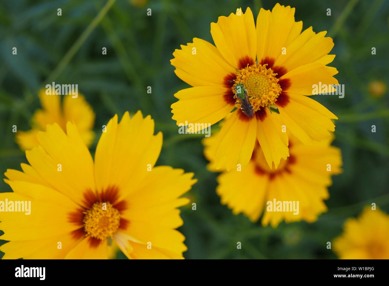 Coreopsis hybrida (remontée jaune & rouge) dans un jardin de Glebe, Ottawa, Ontario, Canada. Avec une petite abeille verte (pomoniella Augochlorella). Banque D'Images