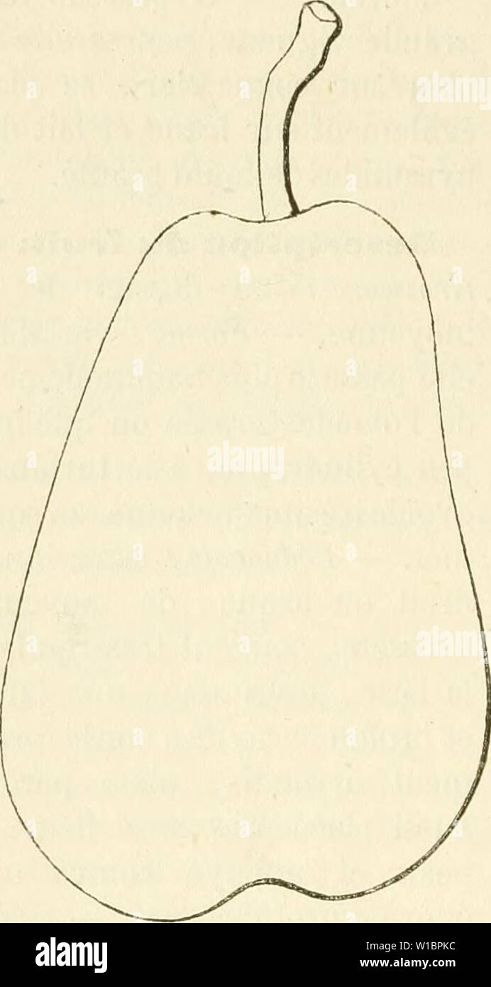 Image d'archive à partir de la page 441 du Dictionnaire de mairie (Kiel), contenant l'histoire,. Dictionnaire de mairie (Kiel), contenant l'histoire, la description, la figure des fruits anciens et des fruits modernes les plus gÂnÂralement dictionnairedepo cultivÂs et connus .02lero Année : 1867 432 LUN [monseigneur honâsib] Poire Monseigneur des Hons. aplatis. Â Veux, petits, ovoÃ¯des-arrondis, ÃcartÃs Ãcailles aux du bois, disjointes. Â Feuilles : grandes, ovales-allongÃes acuminÃes rÃguliÃ¨,, par incrément de 1 profondÃment dentÃes et en scie, portÃes pÃtiole sur un assez long, gros et pourvu de stipules bien dÃveloppÃes. Banque D'Images