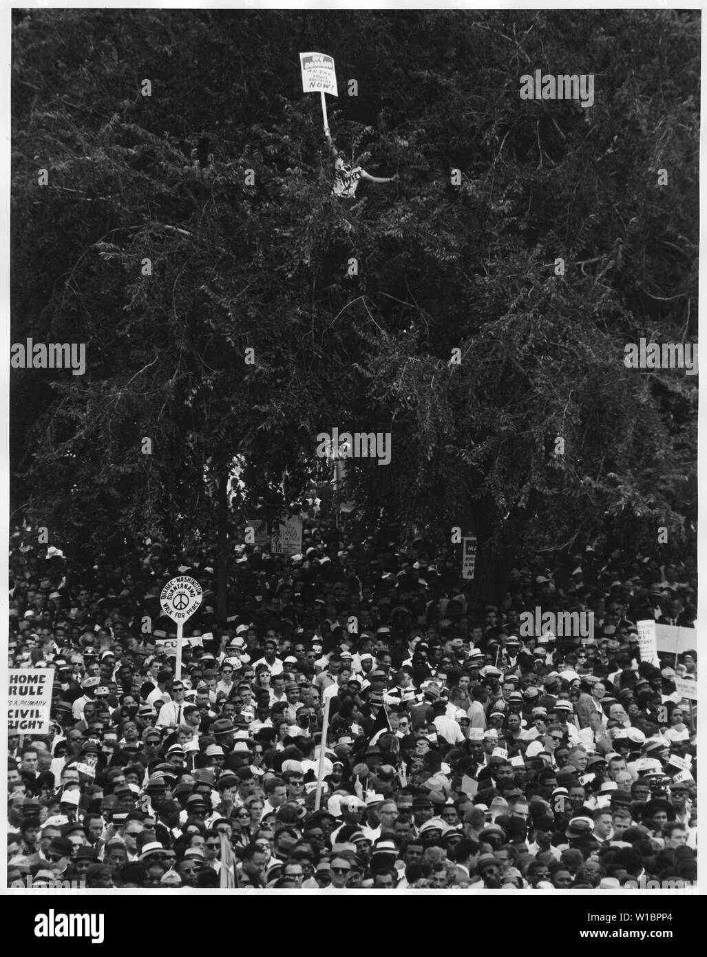 Manifestation à Washington, D.C. [marcheurs y compris un homme perché dans un arbre.] Banque D'Images