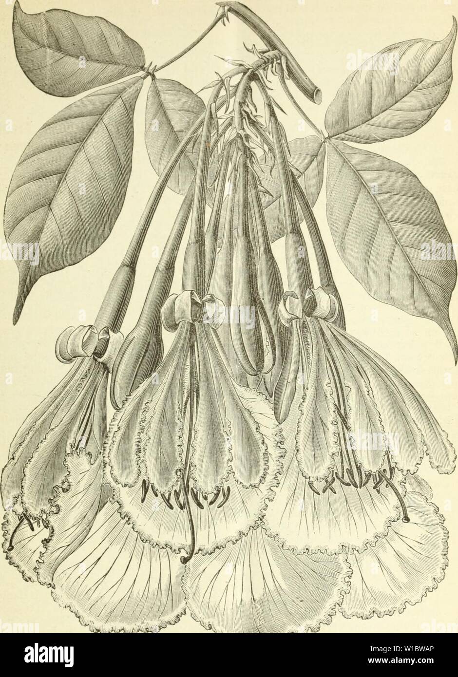 Image d'archive à partir de la page 460 de la Deutsche Garten-Zeitung (1886). . Deutschegartenze Garten-Zeitung Deutsche01witt Année : 1886 Kn iSRo J'{'&lt;ms('rririni&lt;f von l'n'nhtcn miffcf etc..sf/iri/fsiinrr STT. Fig. 99. Camotnsia maxima Welw. '/ Nat. (Jrössc. Birnen. Pflaumen etc.) l'homme gicbt Frühjahre demselben mit dem im und endet un kochenden versetzten Zucker, mit im Spätherbst Essig, l'indem man alle etwas Salicylsäure, ein wenig mehr als Früchte frisch, wie sie nach und nach dans ad 2 angegeben, hinzu und lässt hier das der Jahreszeit folgen, à ein großes Ein- Rumpapier machegefäss l fort. Banque D'Images