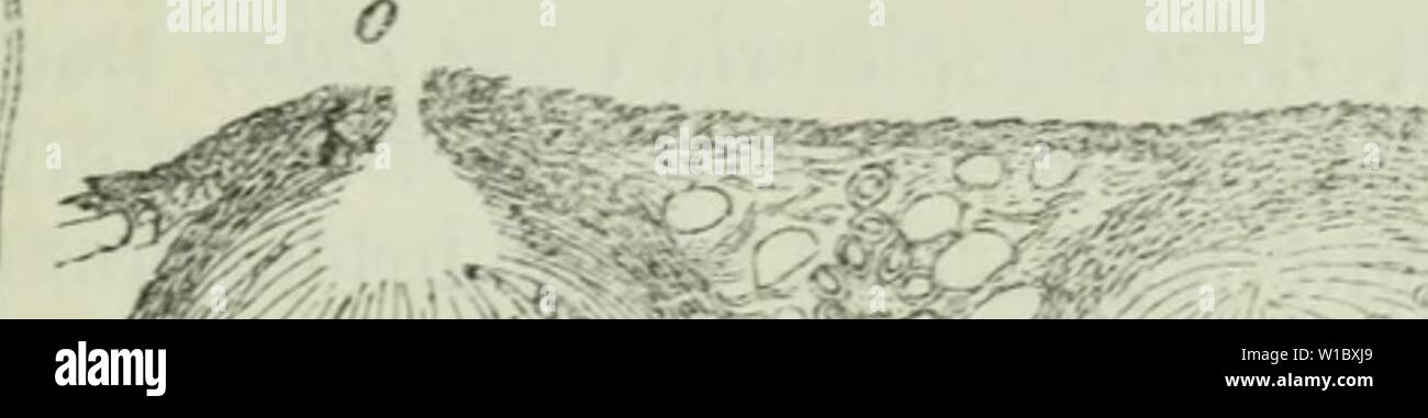 Image d'archive à partir de la page 470 de Die Frauenspezifische der Pflanzen ; ein. Die Frauenspezifische der Pflanzen ; Ein Handbuch für Land- und Forstwirte, Gärtner, Gartenfreunde und Botaniker . diekrankheitend02fran Année : 1895 13. Chapitre : les Pyrénomycètes 455 auö 5af)ire{(i)en, ilfciben njeld feinen,)e jiuifdien tu unb ben§ eiüebeö Bün être ma(i)l'unb fen) baburd letere ba mit U2"nom" ftränge oerbrängen ibrouafal ber, jo ba]} beö eraebeS Stelle un§ ba&gt ; tritt du stroma. Stile förensen leiteten foiuol beä, bie une Cberf äd ber(c)être§ 33latte£i, als im Innern bie) aud befinblid)cii, [inb burd) eine 8d)mar3NNG ber ilj fabe Banque D'Images