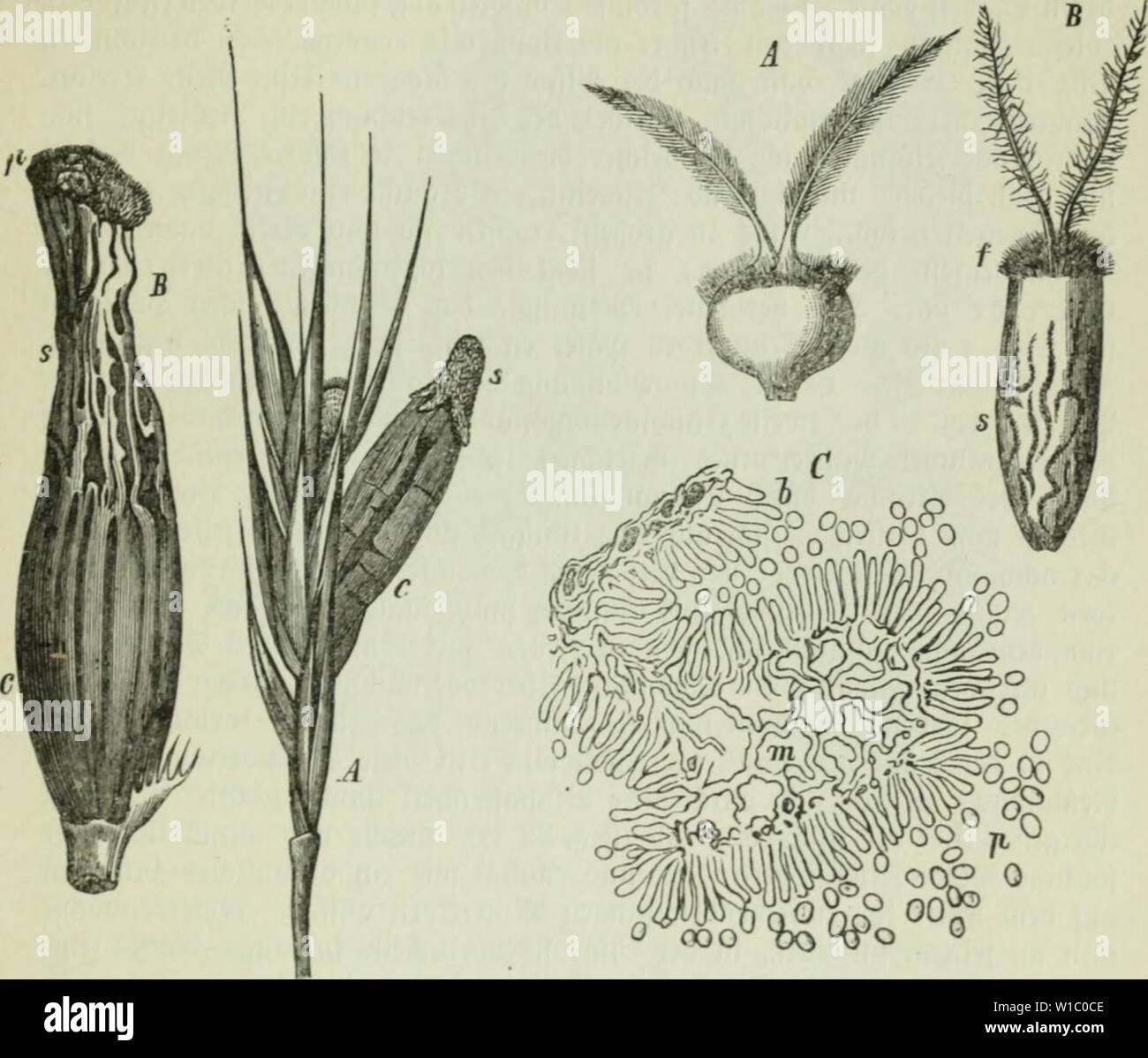 Image d'archive à partir de la page 484 de Die Frauenspezifische der Pflanzen ; ein. Die Frauenspezifische der Pflanzen ; Ein Handbuch für Land- und Forstwirte, Gärtner, Gartenfreunde und Botaniker . diekrankheitend02fran Année : 1895 13. Chapitre : les Pyrénomycètes eine 469 länglide eftalt mef)r, iinb feine beiben [axbn Slbfterben Ginid inb im rumpfen bcßriffeii unb)(-xq. 83). 8 änö ser5burc[d)L'iiitt jeiGt urfpriiuöncOe ber bafe, -5nid), tfnütcn beffeu ütolérance)lmig homme bentlid ortennt nod)), ben oberen 5:l'§ Äövper)eil§ einnimmt nnb, baB ber ganje barnnter befinb" lidje 2 :[)eil anö einem lueiBcn ilgemebe, idam)en être[téléphone)t, amalgament;e Banque D'Images