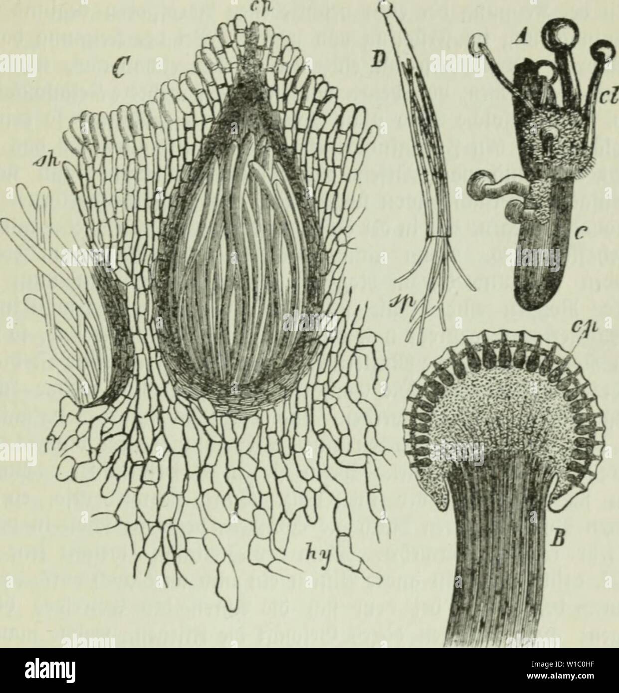 Image d'archive à partir de la page 486 de Die Frauenspezifische der Pflanzen ; ein. Die Frauenspezifische der Pflanzen ; Ein Handbuch für Land- und Forstwirte, Gärtner, Gartenfreunde und Botaniker . diekrankheitend02fran Année : 1895 13. Chapitre : les Pyrénomycètes 471 nur§ au bem oben befd)riebenen Öciuebe bemerft iljm ; homme feinerlei porenbilbunci ua, meber auBeu iniueuöicj ; nod, ebenfoiuenig ircenb lueitereS unb ein 2öact foufticc)ctum noct) 3 cränberung fobatb[ ?, bie normale röBe erreidjt fit. Biefem auyLjebilbcten Bnftanbe 3n Iö[t [id) biv DJiutterforn üuS Ieid)t pelzen beu t)eran5, fällt bei ber (Srnte cjelangt unb am e Banque D'Images