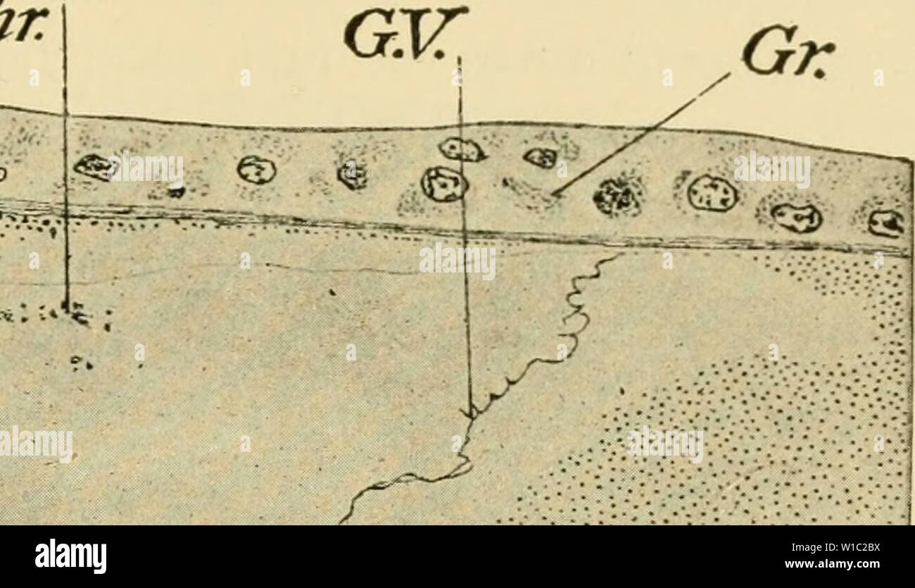 Image D Archive A Partir De La Page 50 De L Elaboration Du Poussin Le Developpement Du Poussin Une Introduction A L Embryologie Developmentofchi02lill Annee 1936 R W I S A