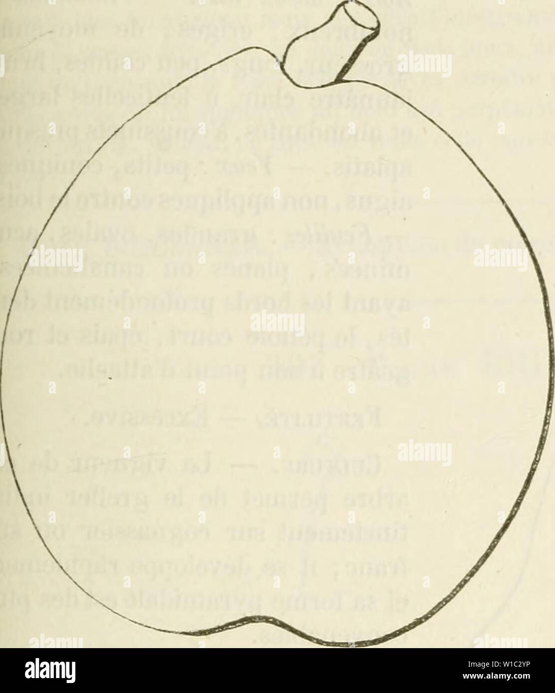 Image d'archive à partir de la page 508 du Dictionnaire de mairie (Kiel), contenant l'histoire,. Dictionnaire de mairie (Kiel), contenant l'histoire, la description, la figure des fruits anciens et des fruits modernes les plus gÂnÂralement dictionnairedepo cultivÂs et connus .01lero Année : 1867 499 BRI peu ressortis. Â l'eux, petits, ovoÃ¯Ãcailles Ã des, mal soudÃes collÃs, duveteux, contre l'Ãcorce. Â Feuilles : grandes, ovales, acuminÃes dentÃes profondÃment, sur leurs bords, canaliculÃes contournÃes pÃtiole,, au fort et des plus longs. Brialmont Poire. FertilitÃ. Â satisfaisante. La culture. Â de croissance tard Banque D'Images