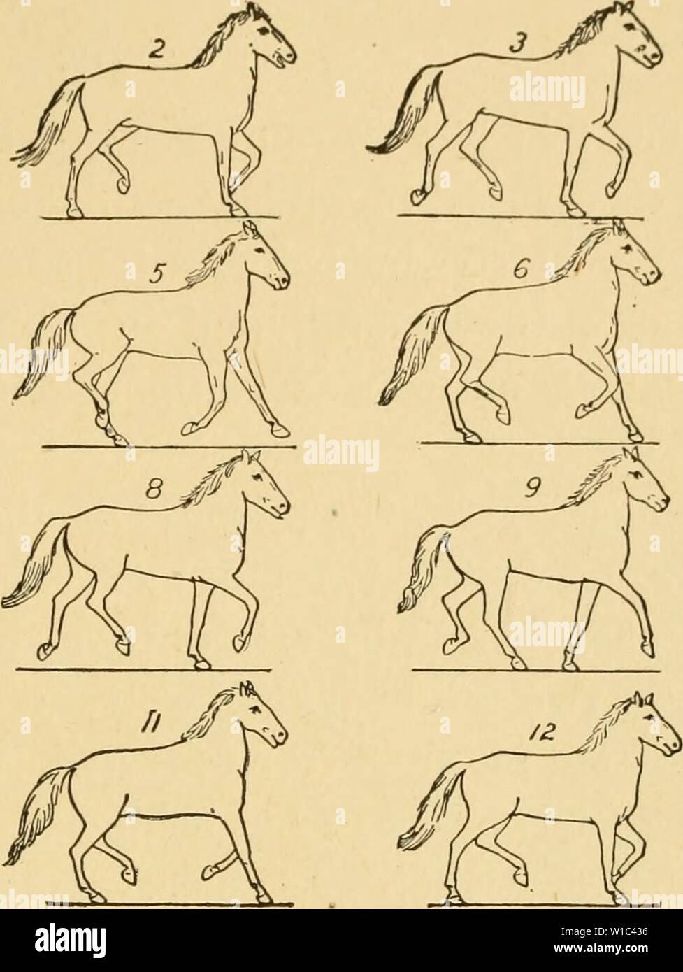 Image d'archive à partir de la page 52 d'zoopraxography descriptif, ou, la science. Zoopraxography descriptif, ou, la science de l'animal locomotion fait descriptivezoopr muyb . populaires Année : 189300CERTAINES PHASES CONSÉCUTIVES DE L'AMBLE. L'Amblève a divers noms locaux, tels que le 'single', 'le pied fox trot', etc. Il a parfois été confondu à tort avec le rack ou le soi- disant rythme ' ;' c'est la plus douce et agréable pour le cavalier de toutes les méthodes de la locomotion du cheval, tandis que le rack est la plus désagréable et procéder. Dans la région de Scott's romances sont nombreuses allusions à l'amble 'pa Banque D'Images