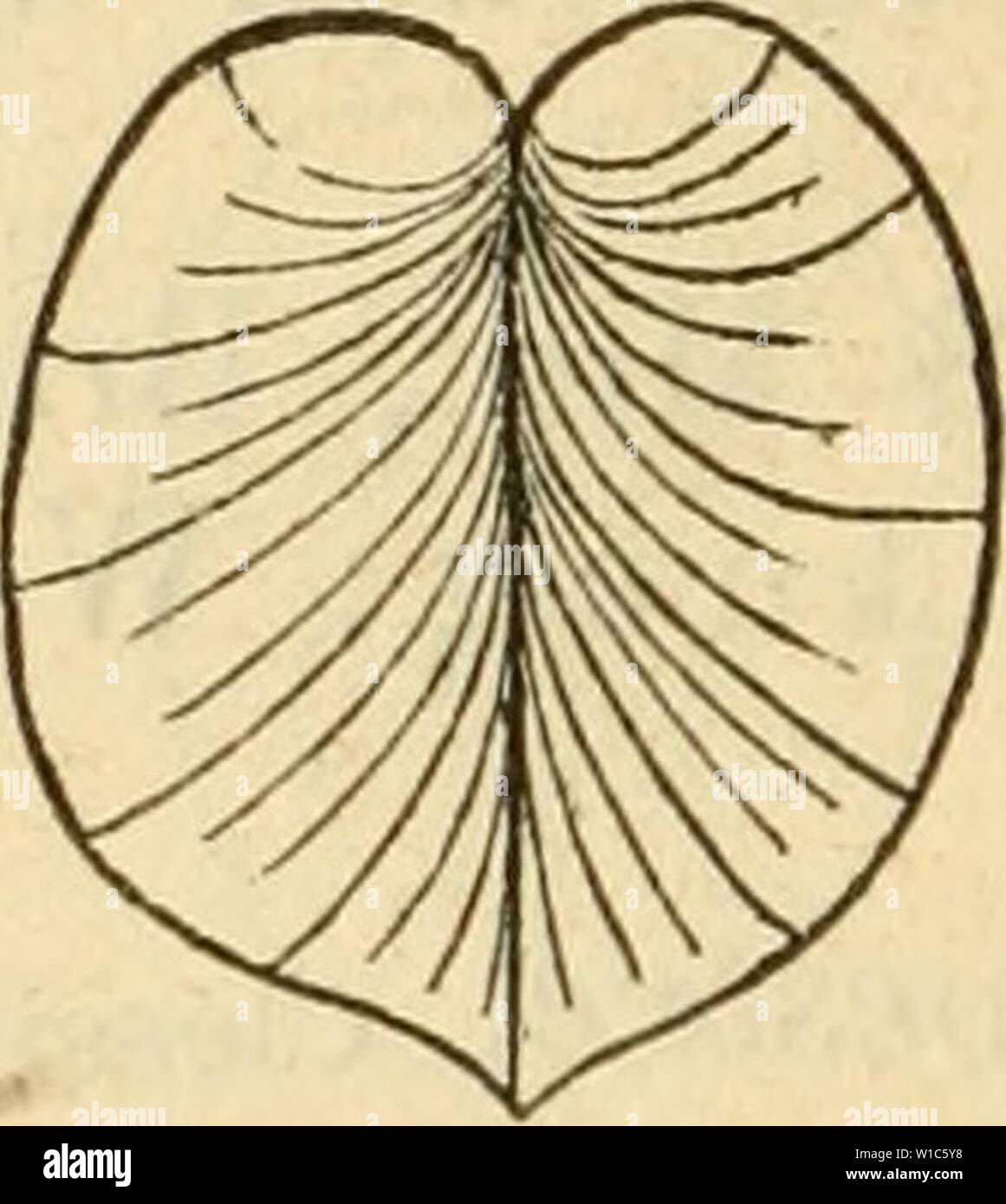 Image d'archive à partir de la page 537 de la Deutsche excursions-mollusken-faune (1876). Deutsche excursions-mollusken-faune . deutscheexcursio00cles Année : 1876 Banque D'Images