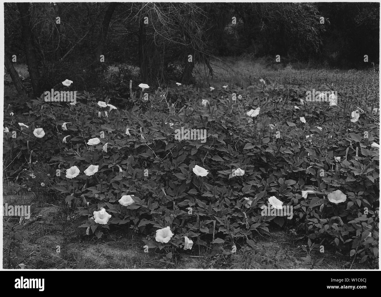 Datura meteloides Banque de photographies et d’images à haute ...