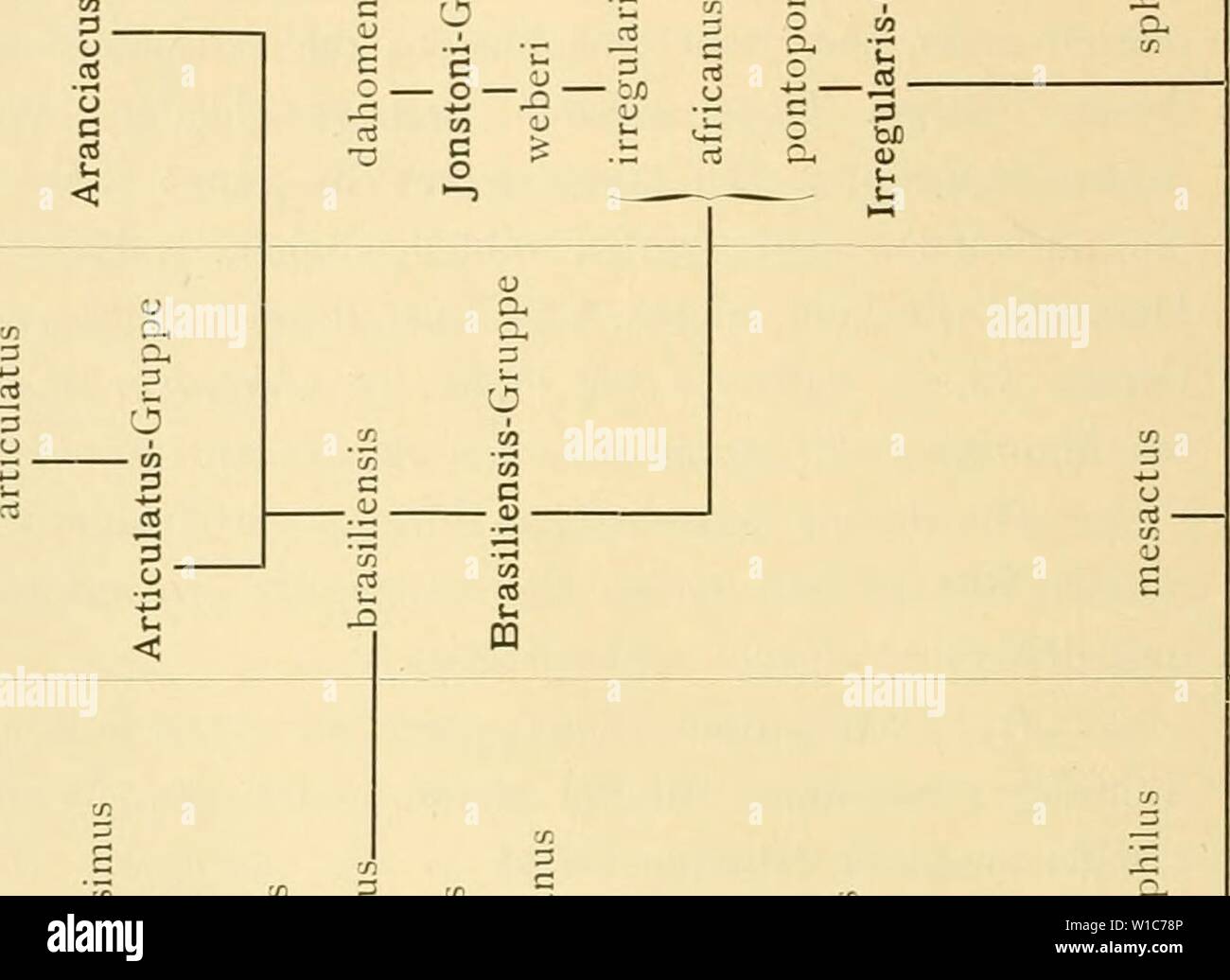 Image d'archive à partir de la page 55 d'Asteriden Siboga-Expedition die der (1917). Die Asteriden Siboga-Expedition dieasteridenders . der4619171936dd Année : 1917 z a u e 3 n) byj u c/ : .o. o¤ Ã CS u c &lt;u x n Q&lt ; 1) c 9- O Dh (/ ; Cu C Q- 33 O t) -â (U u 'Â" u, ,cn rt o o j r-' .  &lt;u u -t-&Lt ; â 4 Â" CS-c8 'T J C P O 093 CS C ''Sj- es cS 3 tfl VI (/l 3 u X .-d o u o 3   500 u 'n Oh 3 S U O - P 1 â- a u nJ C. Q-i &lt;u p, c o â ¢ 4 , CO X o â W sxi - â 3 RT U Â J-Â" &gt ; CS CS n lU C .3 CD &gt ; CS (U t/1 (L) J3 O O CS bte) CS o E 3 c CS CJ CS 3 o 1. c) g 6 ex 3 O O-, 3 (1) TS O e Banque D'Images