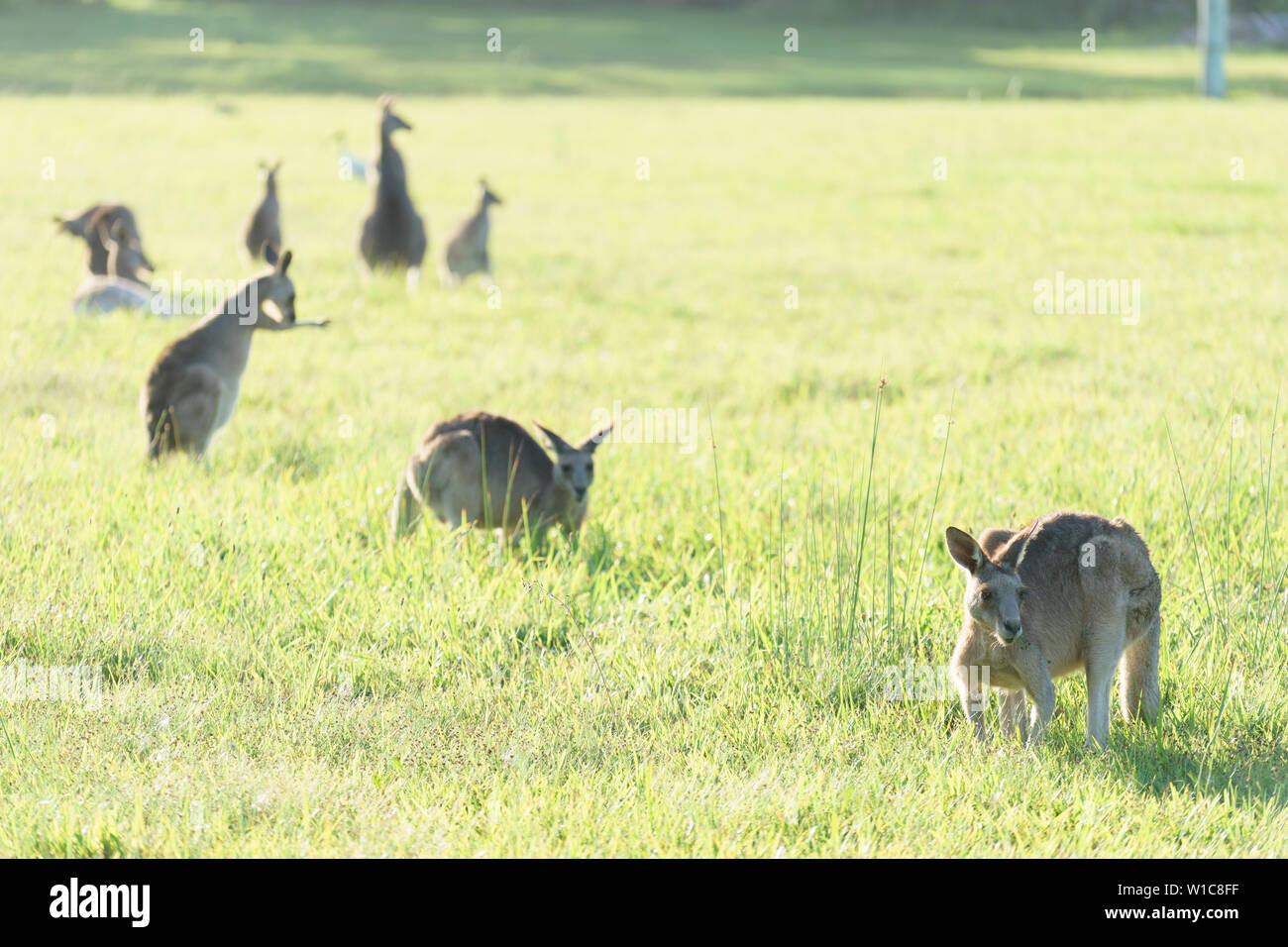 Kangourous mangent de l'herbe et jouer à l'état sauvage en Australie. Banque D'Images