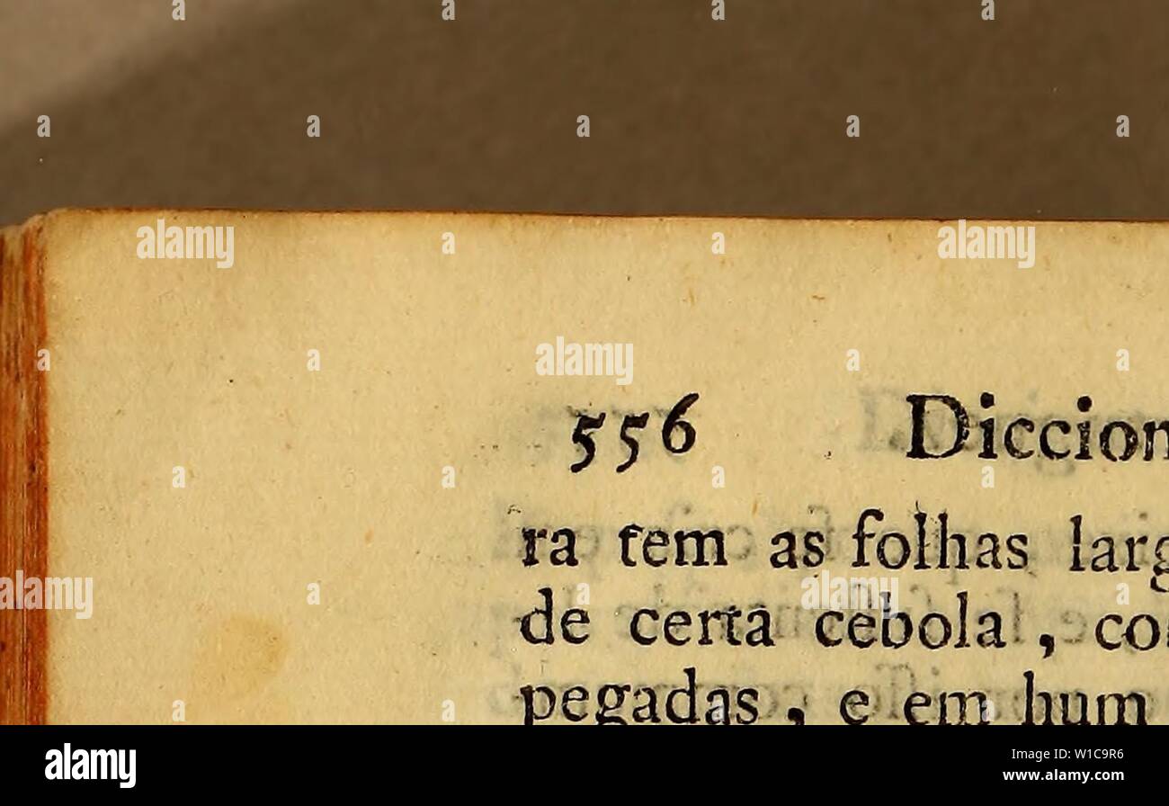 Image d'archive à partir de la page 575 du Diccionario portuguez das plantas, arbustos,. Diccionario portuguez das plantas, arbustos, Matas, arvores, animaes quadrupedes, e reptis, ayes, peixes, mariscos, insectos, gomas, metaes, pedras, terras, mineraes, &c. Que a : Divina Omnipotencia creou pas terraqueo globo utilidade para dos viventes, . diccionarioportu00carv Année : 1765 Diccionario ra fem comme folhas largas, qué fanem &lt;ie certa cebola , divisôèí com duas pegadas em e , hum , alto talo e re- dondo Janea ;-purpúreas flores da fei- ção de Affucenas pequei, porém mais fegunda : un nas comme tem como folhas Banque D'Images