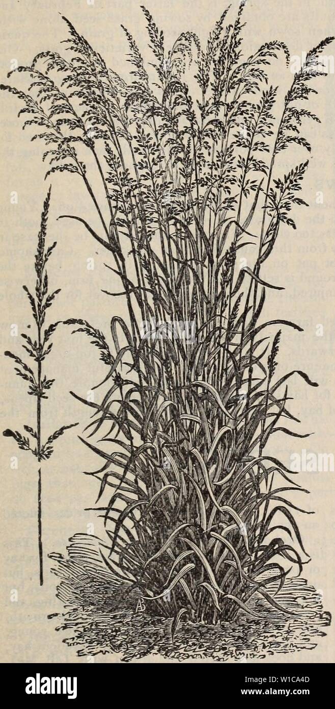 Image d'archive à partir de la page 58 du catalogue descriptif de qualité élevée. Catalogue descriptif des semences de haute qualité pour la ferme et jardin . descriptivecatal1894twwo Année : 1894 Descriptif des graines de graminées et de trèfle, AVEC QUELQUES REMARQUES SUR L'IMPORTANCE DE LA CULTURE D'HERBE ET D'INFORMATIONS SUR LA PRÉPARATION DU SOL, semis, ET LE SOIN ET LA GESTION DES PRAIRIES ET DES PÂTURAGES. La récolte de semences de graminées sauvé ihe dernière année s'est avéré considérablement plus courte que a été antici- participé, et par conséquent les prix sont susceptibles d'état plus élevé que depuis deux ou trois saisons. Clover et Timothy sont néanmoins, Banque D'Images