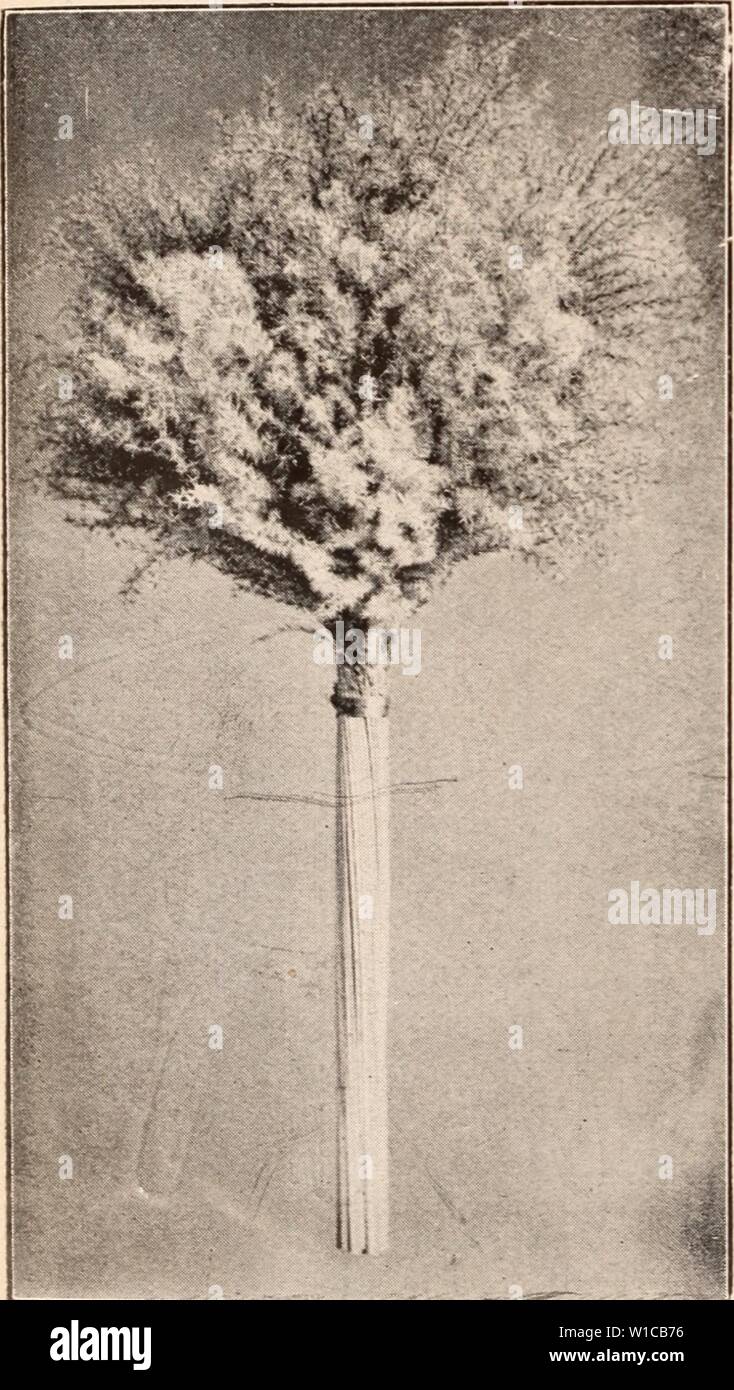 Image d'archive à partir de la page 585 du catalogue descriptif de la floraison, plantes ornementales. Catalogue descriptif de la floraison, les arbres d'ornement, arbustes, bulbes, plantes médicinales, plantes grimpantes, arbres fruitiers, &c., &c., &c. / Pour la vente par le Yokohama Nursery Co., Limited. . Descriptivecatal CVCAS1909yoko année : les feuilles séchées. Feuilles séchées de CYCA REVOLUTA8, les panicules de EULALIA, ETC. Cycas Feuilles séchées 6 à 12 pouces. 12-16 16-20 20-24 24-28 28-32 32-36 36-40 Cycas Feuilles séchées 40-44 pouces. 44-48, le luffa (Luffa petola) 10 à 12 pouces 12- 13 13- 16 16-18 monstre. Le riz cité sur demande, Eulalia panicules séchées par 10 000 l Banque D'Images