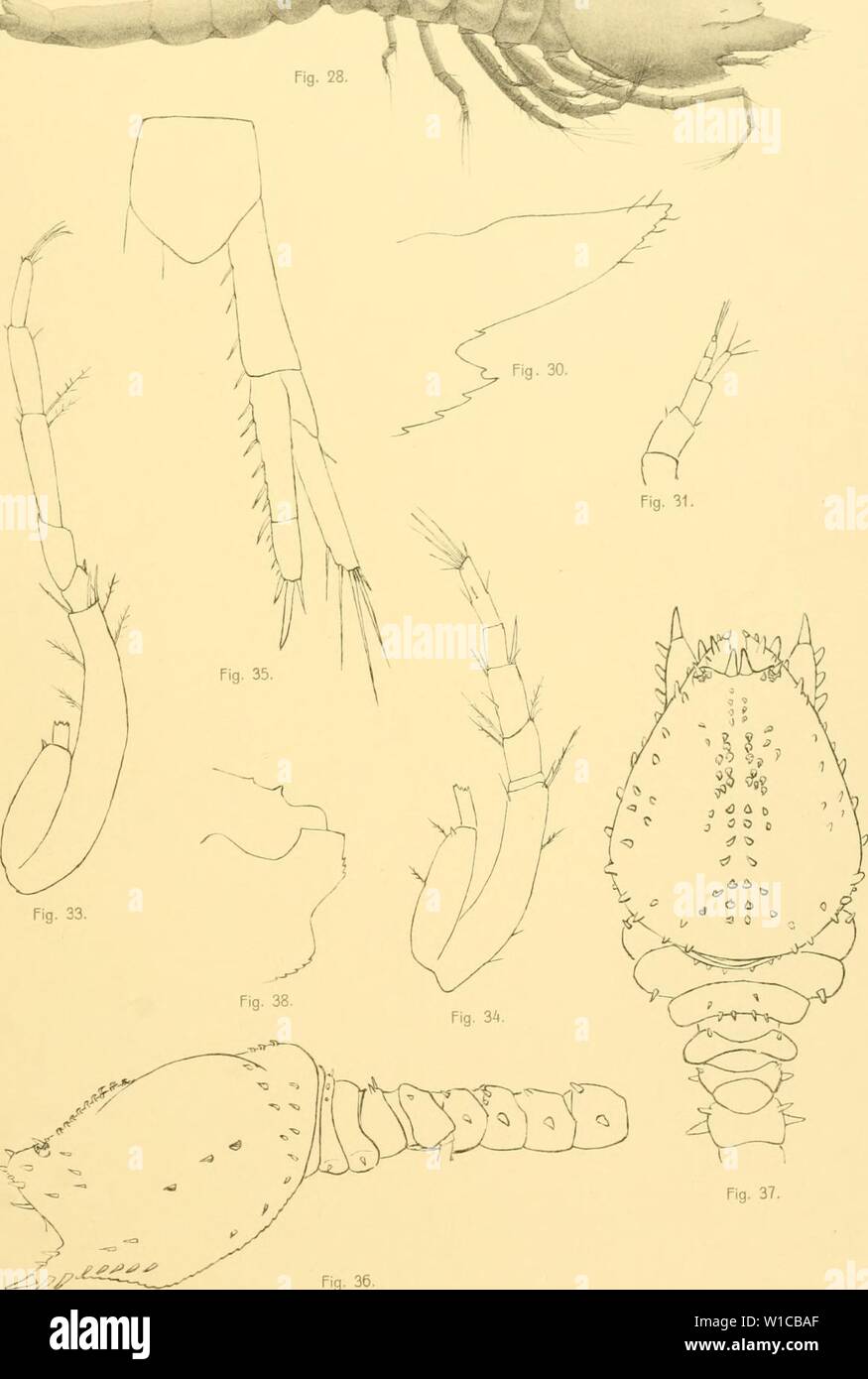 Image d'archive à partir de la page 588 de la Deutsche Südpolar-Expedition, 1901-1903, im Auftrage. Deutsche Südpolar-Expedition, 1901-1903, im Auftrage des Reichsamtes deutschesdpola . des Innern1401deut Année : 1913 Fig. 32. Alchlnger S, C. Zimmer gez. Fig. 37. Fig. 36 Veri"g von Georg Reimer à Berlin. Leucon sagitta $ (28-35), Nannastacus erinaceus ? (36. 37), Cumella australis S (38). Banque D'Images