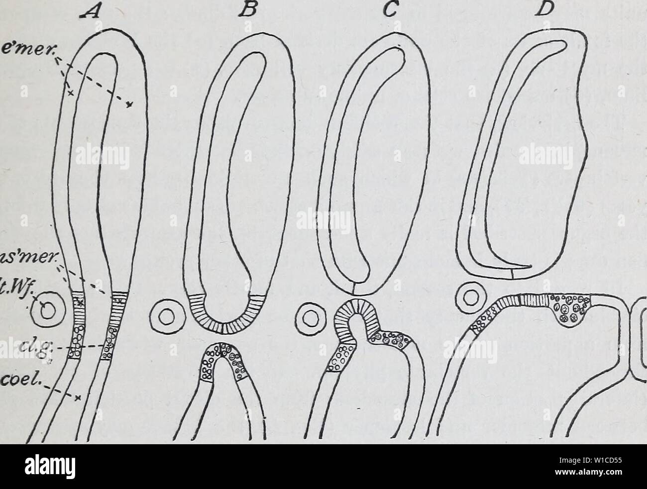 Image d'archive à partir de la page 6 de l'élaboration de l'mesonephras. Le développement de l'mesonephras MÃ¼llerian et l'air à Amphibia . developmentofmes00hall Année : 1904 hall : mésonéphros et conduit mullériennes à amphibia. Coelome primitive 33. 'Alors que le cœlome est ininterrompue ventralement, dorsalement il existe dans la forme de poches séparées, de sorte que le mésoderme a la forme de processus distincts, dont les murs creux médian sont composés d'splanchnoderm, les murs latéraux de l'somatoderm. Ces processus sont les somites. Diagramme représentatif de l'un est illustré à la Figure A. Ils semblent être rep Banque D'Images