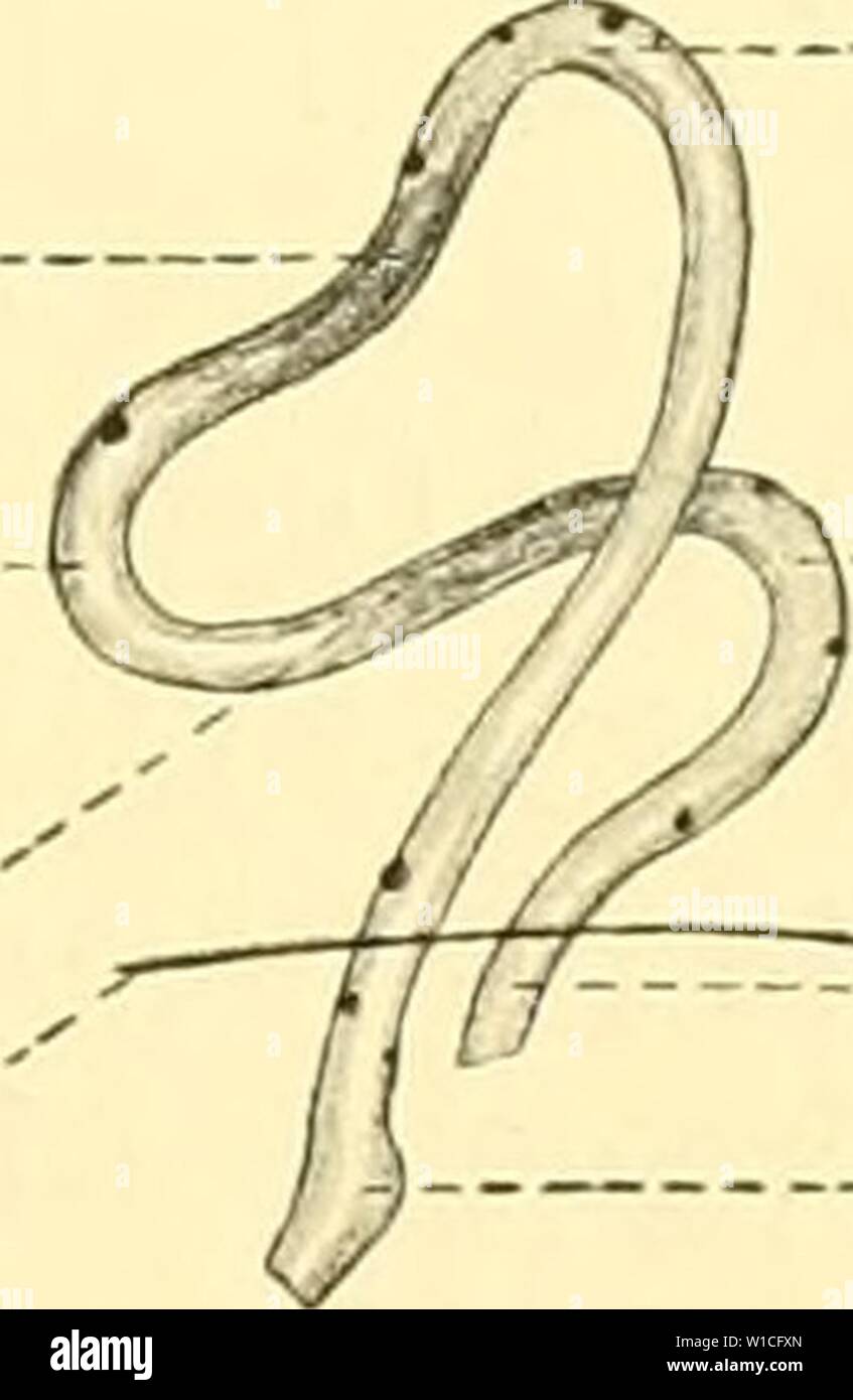 Image d'archive à partir de la page 630 de la Deutsche Südpolar-Expedition, 1901-1903, im Auftrage. Deutsche Südpolar-Expedition, 1901-1903, im Auftrage des Reichsamtes deutschesdpola . des Innern1401deut Année : 1913 BuoMAN und RiETZ, Verdauungsrohr. 527 Bauchwand Jejunura Coecum ventrale - Textfigur Nabelbruch I. Der physiologische eines 13 mm langen. Lobodonembryos Von der kra- nialen Seite gesehen. - Halbschematisch. ersichtlich, dass der physiologischen Darm dans Nabelbruchsack dem eine rapide 8-förmige Totalbiegung macht er die ehe, dans Bauchhöhle zurückkehrt. Der ursprünglich) kaudale rücklaufende (Schenk Banque D'Images
