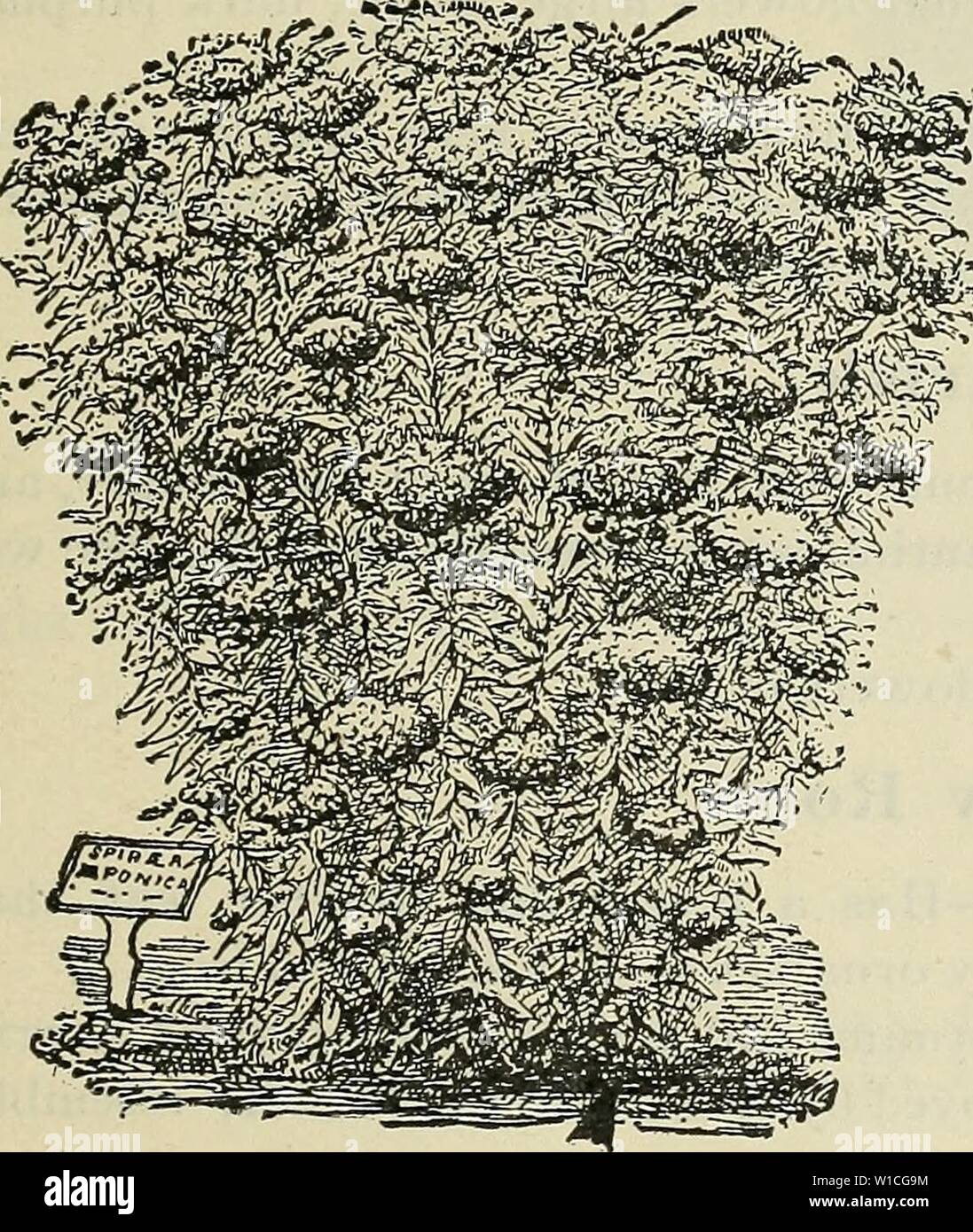 Image d'archive à partir de la page 64 du catalogue descriptif des fruits et. Catalogue descriptif des fruits et des arbres ornementaux, les petits fruits, les arbustes, les rosiers, les bulbes, etc. . descriptivecatal1895lunet Année : 1895 Robusta. SPIRAEA BUMALDA. S. rotundifolia Altoa.-Laisse arrondies ; les fleurs blanches. Une variété distincte. S. Salicifolia. Feuilles de saule Spiraea.- long, étroit, fait de feuilles et de fleurs de couleur rose en juin et juillet. S. Sortoifolia. Sorb-Leaved Spiraea.-Un vig- orous espèce avec des feuilles comme celles de la montagne de cendres, et long, élégant épis de fleurs blanches en juillet. Les espèces S. japonica. (Bumalda.)- Banque D'Images