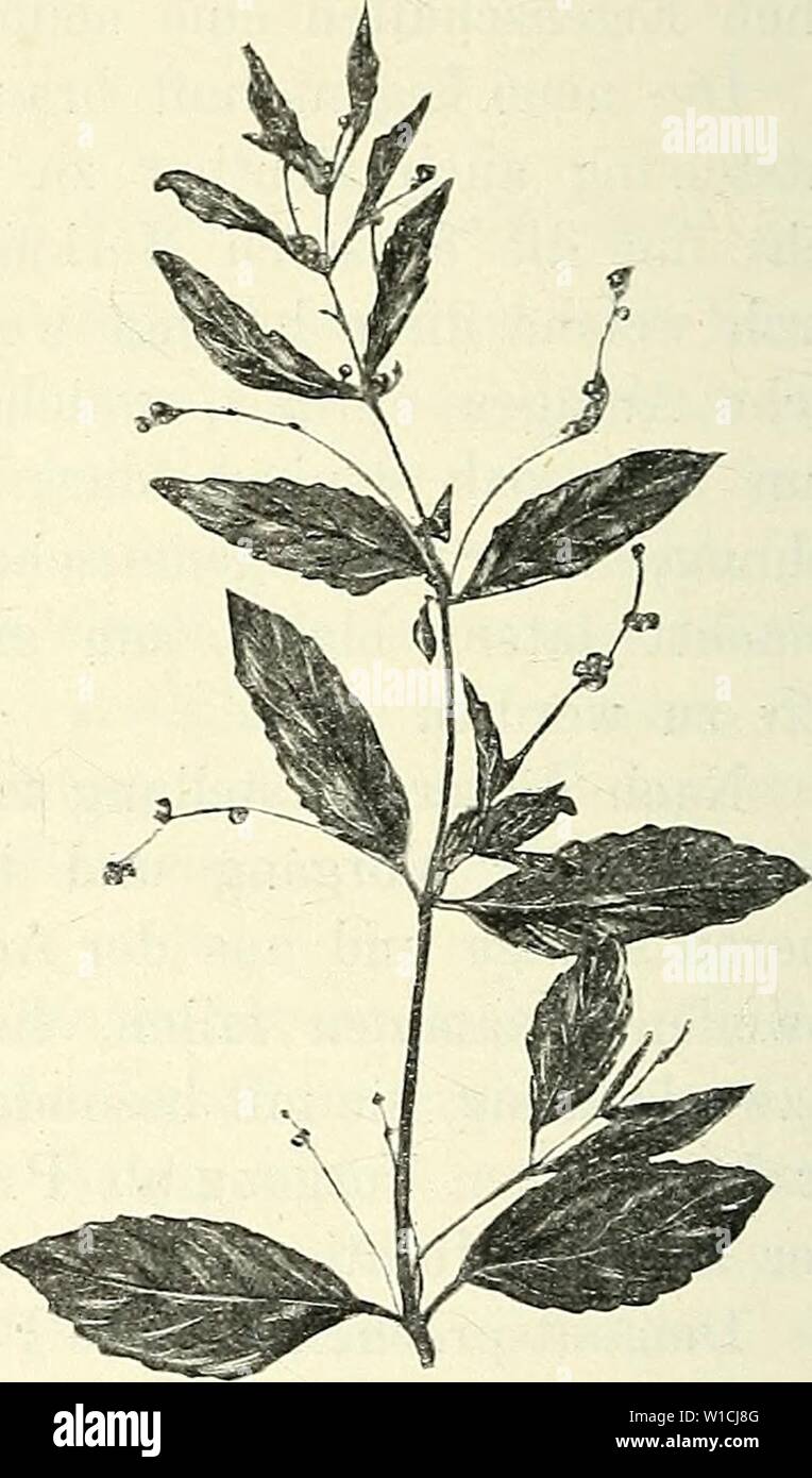 Image d'archive à partir de la page 665 de Die mutationstheorie Versuche  und beobachtungen. Die mutationstheorie. Beobachtungen und Versuche über  die Entstehung von arten im pflanzenreich . diemutationstheo21903vrie Année  : 1901 Fig.