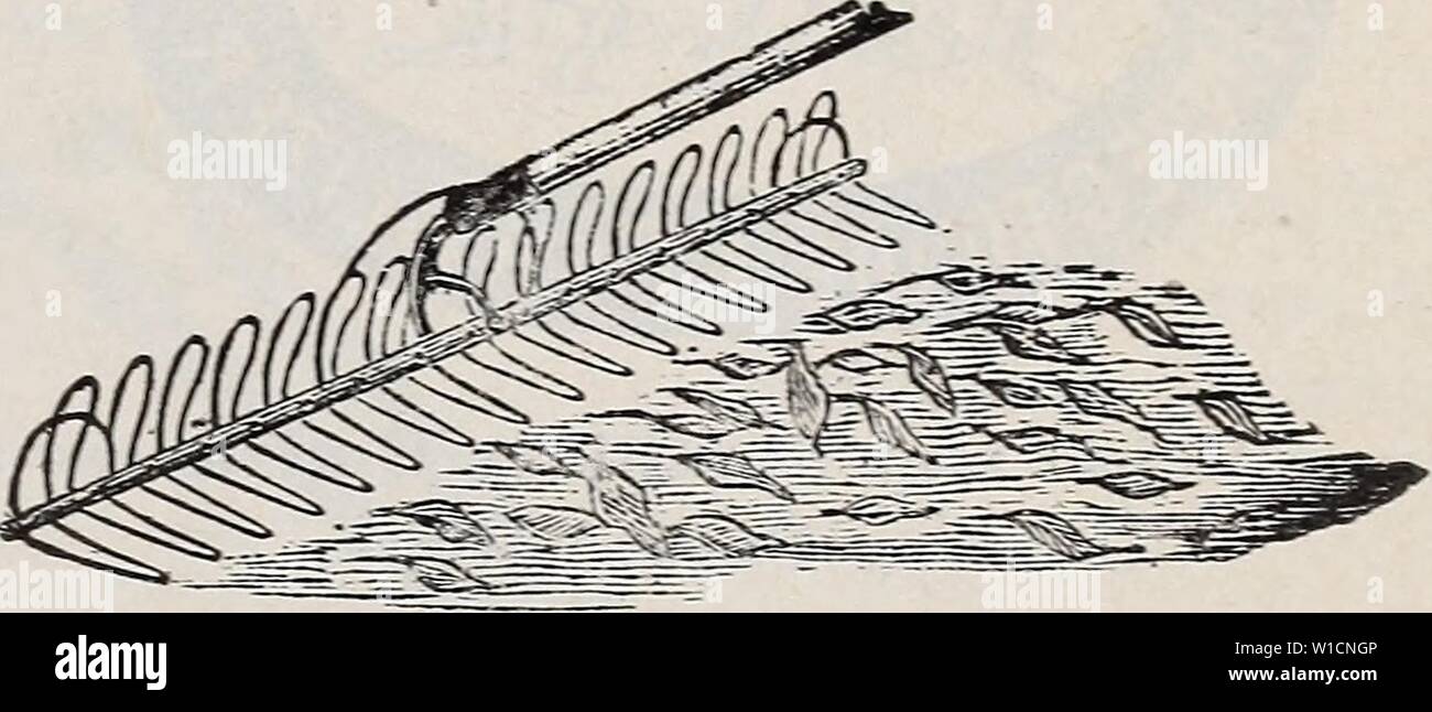 Image d'archive à partir de la page 70 du catalogue descriptif de légumes, de fleurs,. Catalogue descriptif de légumes, de fleurs, et des semences de ferme : bulbes, racines, plantes, outils . descriptivecatal1894weeb Année : 1894 n° 51. Gaedex Wheelbarkow. N° 5-2. WheelbarroAv le jardin. No ]. Bovs' size 4 00 ' 2. Petit 5 00 ' 3. Moyenne 6 00 ' 4. Grand 700 PIERRE ÉTAMÉ SUR LE FIL. Pour l'endiguer. No 23. Langage grossier ou camellia, par lb.. 2.5 cts. ; par Pierre (12 lbs) 250 '26. ' ' ' ' ' 3 30 00 ' 34. Cheveux fins, ' 35 ' ' 350 '36. ' ' ' ' 4 40 00 RECUIT BREVET ÉTAMÉES. Sur bobines. M lb., 15 cts. ; 1 lb, 25 cts. ; lib no 23. Coa Banque D'Images