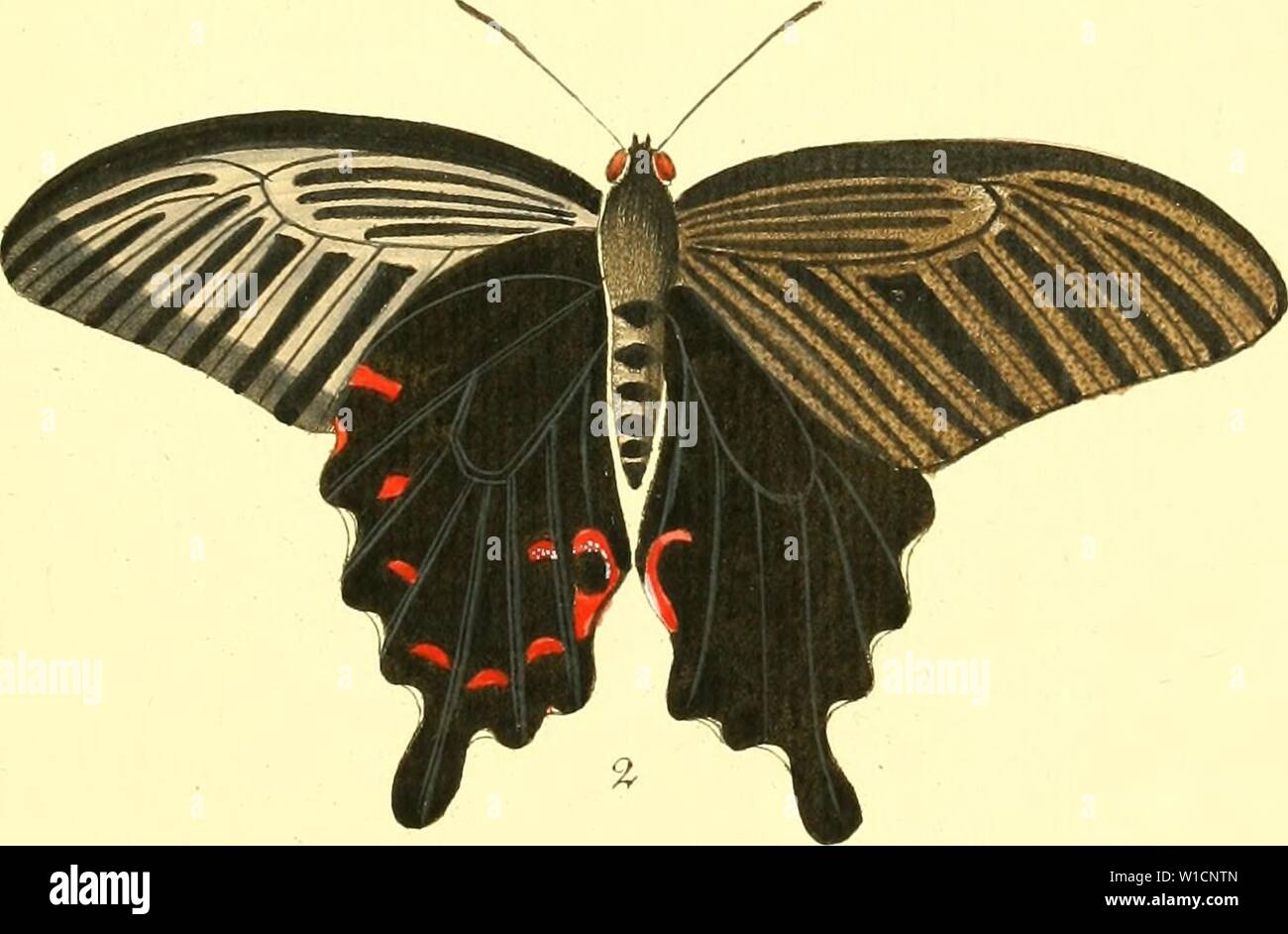 Image d'archive à partir de la page 70 de Die ausländischen Schmetterlinge in Abbildungen. Die ausländischen Schmetterlinge in Abbildungen nach der Natur . dieauslndische02espe Année : 1830 xaijiliOTi. exotique. c Banque D'Images