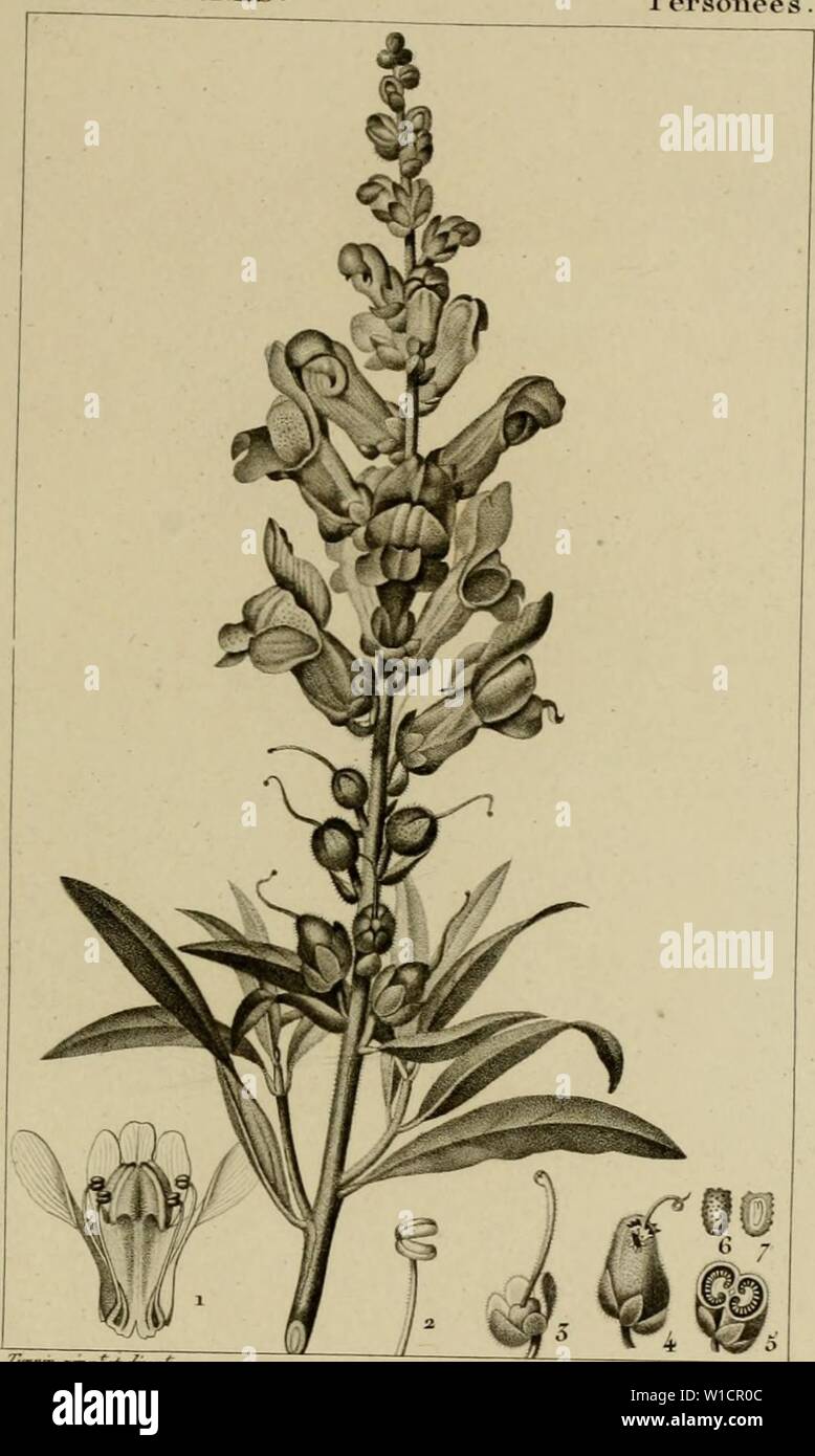 Image d'archive à partir de la page 72 du Dictionnaire des sciences naturelles, dans. Dictionnaire des sciences naturelles, dans lequel on traite méthodiquement des différens êtres de la nature, l'authors soit en eux-mêmes, d'après l'état actuel de nos connoissances, soit relativement à l'utilité qu'en retirer, la médecine, l'agriculture, le commerce et les artes. Suivi d'une biographie des plus célèbres naturalistes . dictionnairedes03cuvi Année : 1816 BOTANIQUE. JDICOTYZOJVES. Persone'e MUFLIER des ima-iliiis . M'l/Aarùonfy e"un.Q-j-Grajroj ù . y /un même raiei £>n,<a/fem Banque D'Images
