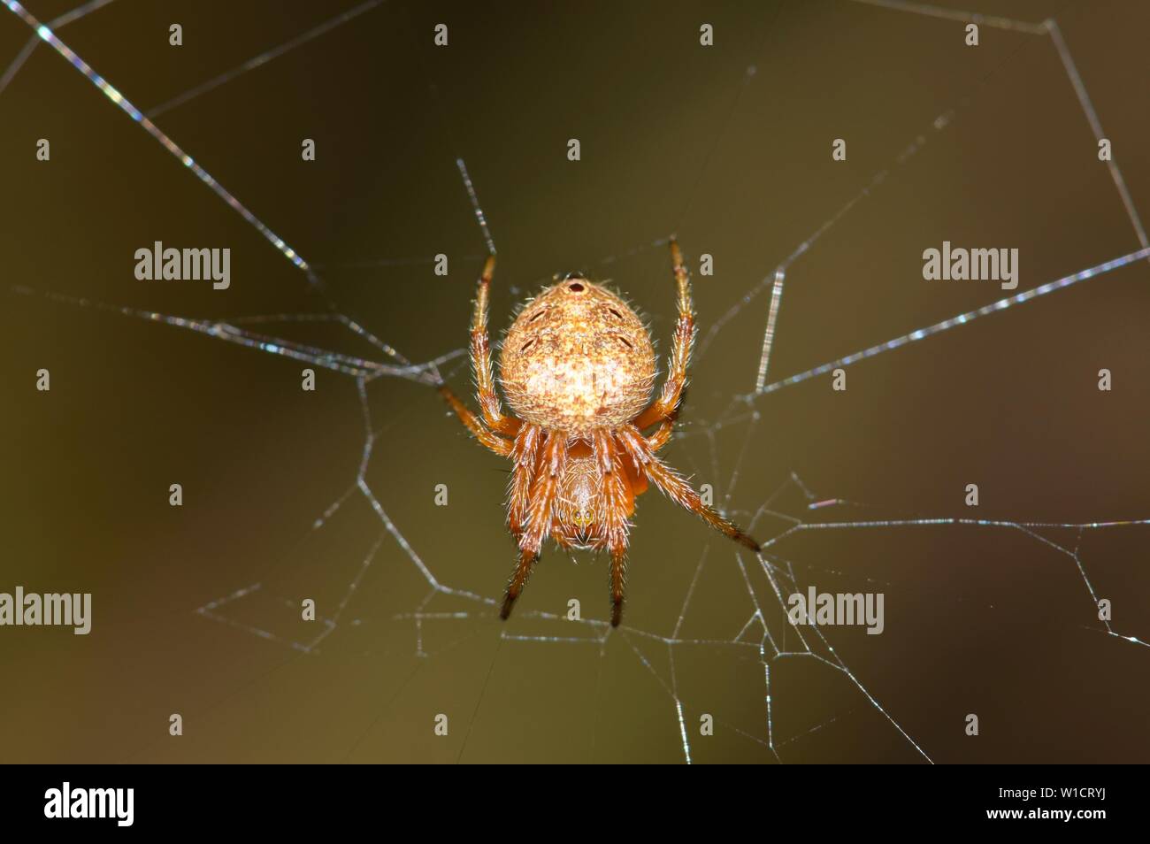 Une macro de droit d'un orb Weaver spider tête en bas dans le centre de son web endommagé avec un fond brun. Banque D'Images