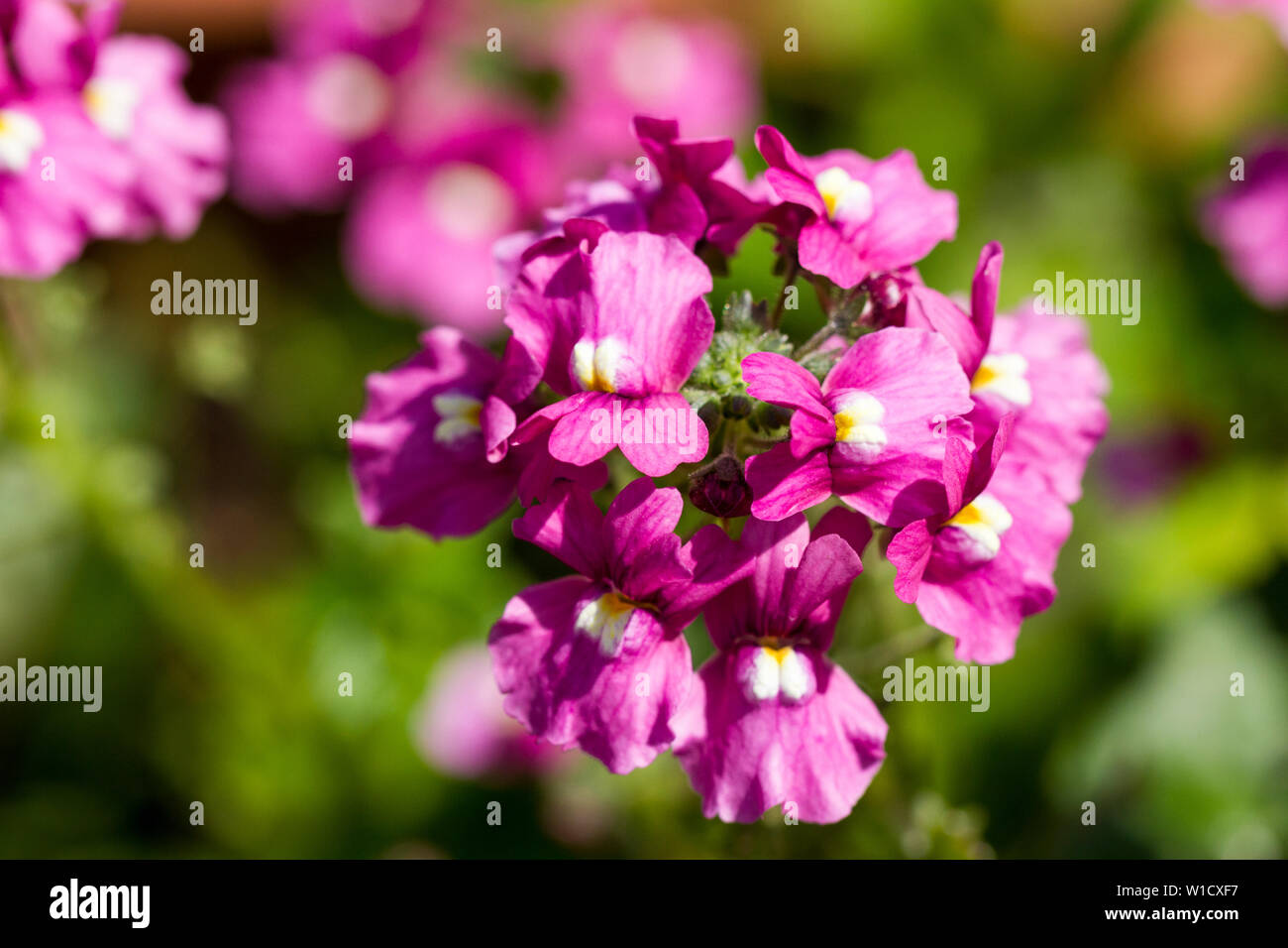 Libre de certaines fleurs némésia en été, Royaume-Uni Banque D'Images