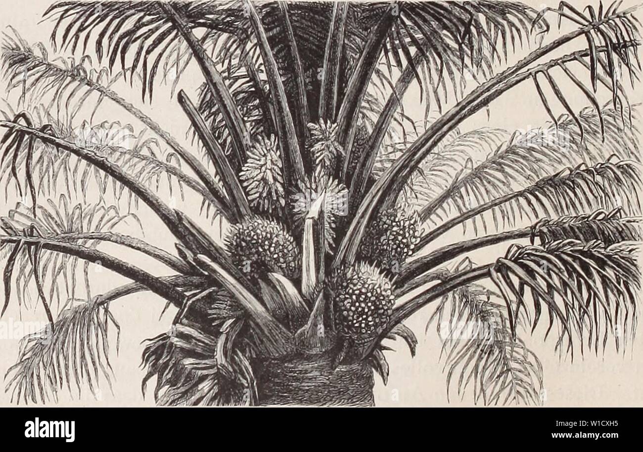 Image d'archive à partir de la page 79 de Die Loango-Expedition ausgesandt von der. Die Loango-Expedition ausgesandt von der Deutschen Gesellschaft zur Erforschung, Aequatorial-Africas 1873-1876. Ein Reisewerk dieloangoexpedi dans drei Abtheilungen .00gssf Année : 1888 56 Zusammentreffen mit dr bastian. Dans Weg der Richtung auf Futila wieder.zu gewinnen. Suis nördlichen Abhang dieses Vorgebirges liegt Landana, wo er- dr bastian mich wartete. Der Weg dorthin, nur erfordernd zwanzig Minuten, führt über einen schönen Strand, der von dem Kabinda un Breite und wenig Festigkeit nachgiebt. Hinter seinem flachen Düne Banque D'Images